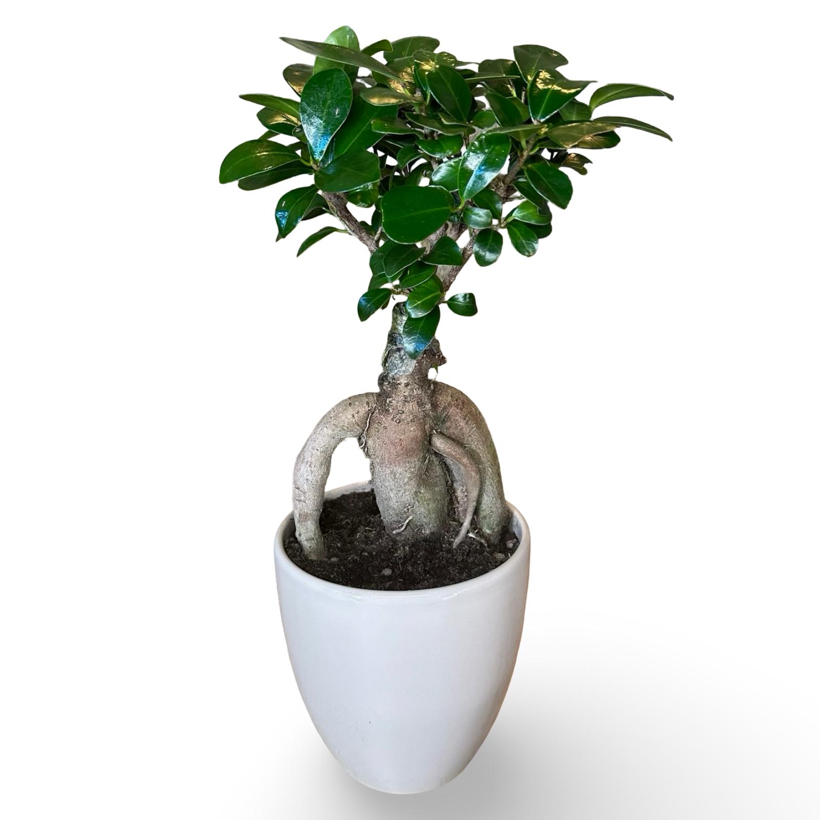 Bonsai Ginseng Ficus Microcarpa vaso Ceramica o Vetro