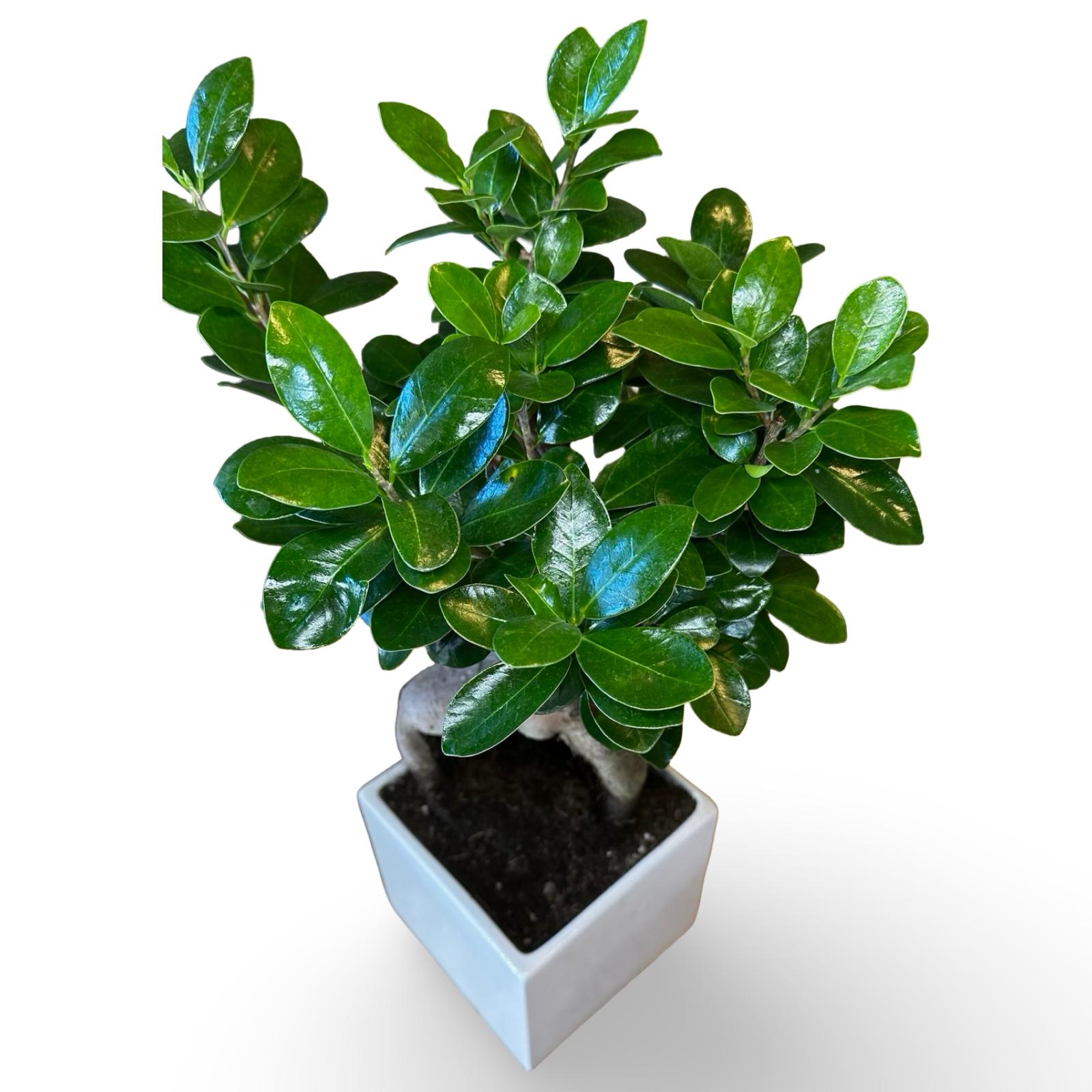 Bonsai Ginseng Ficus Microcarpa vaso Ceramica o Vetro