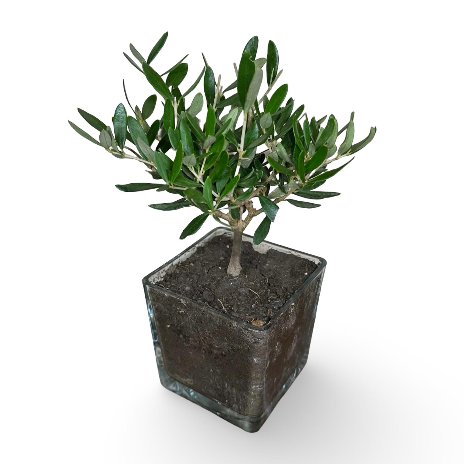 Piantina di Ulivo in Vaso Vetro varie misure per bomboniere