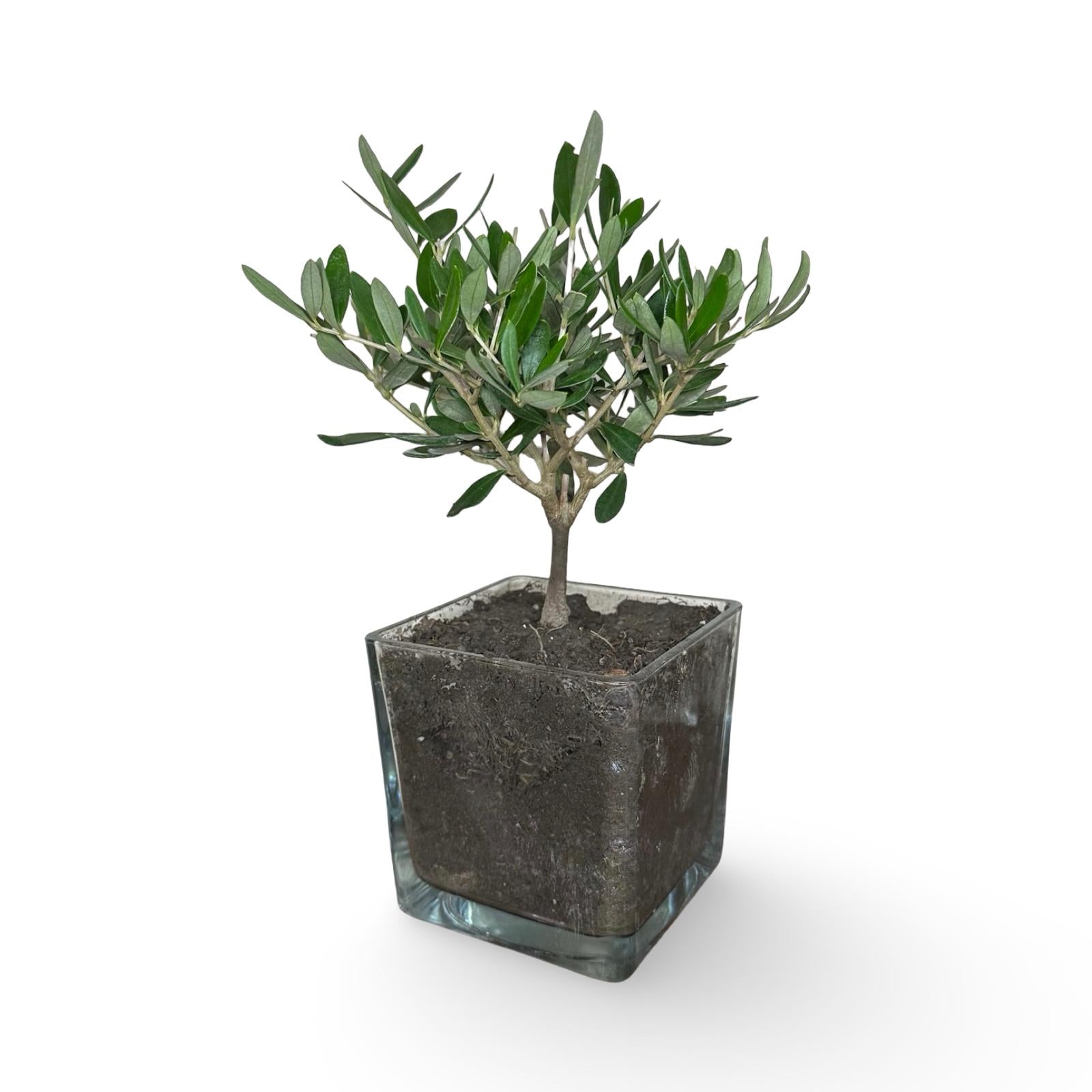 Piantina di Ulivo in Vaso Vetro varie misure per bomboniere