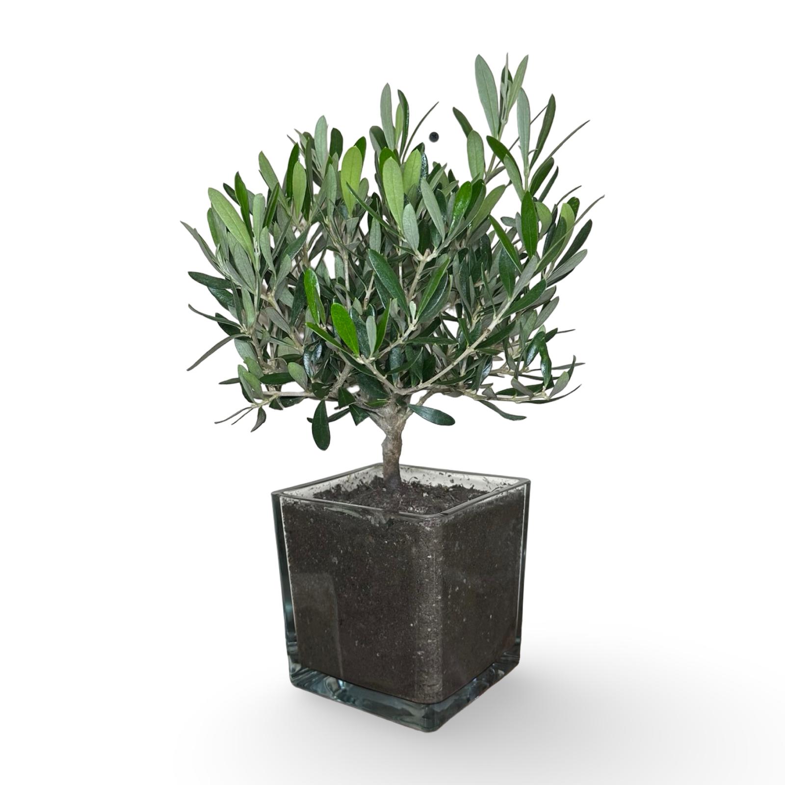 Piantina di Ulivo in Vaso Vetro varie misure per bomboniere