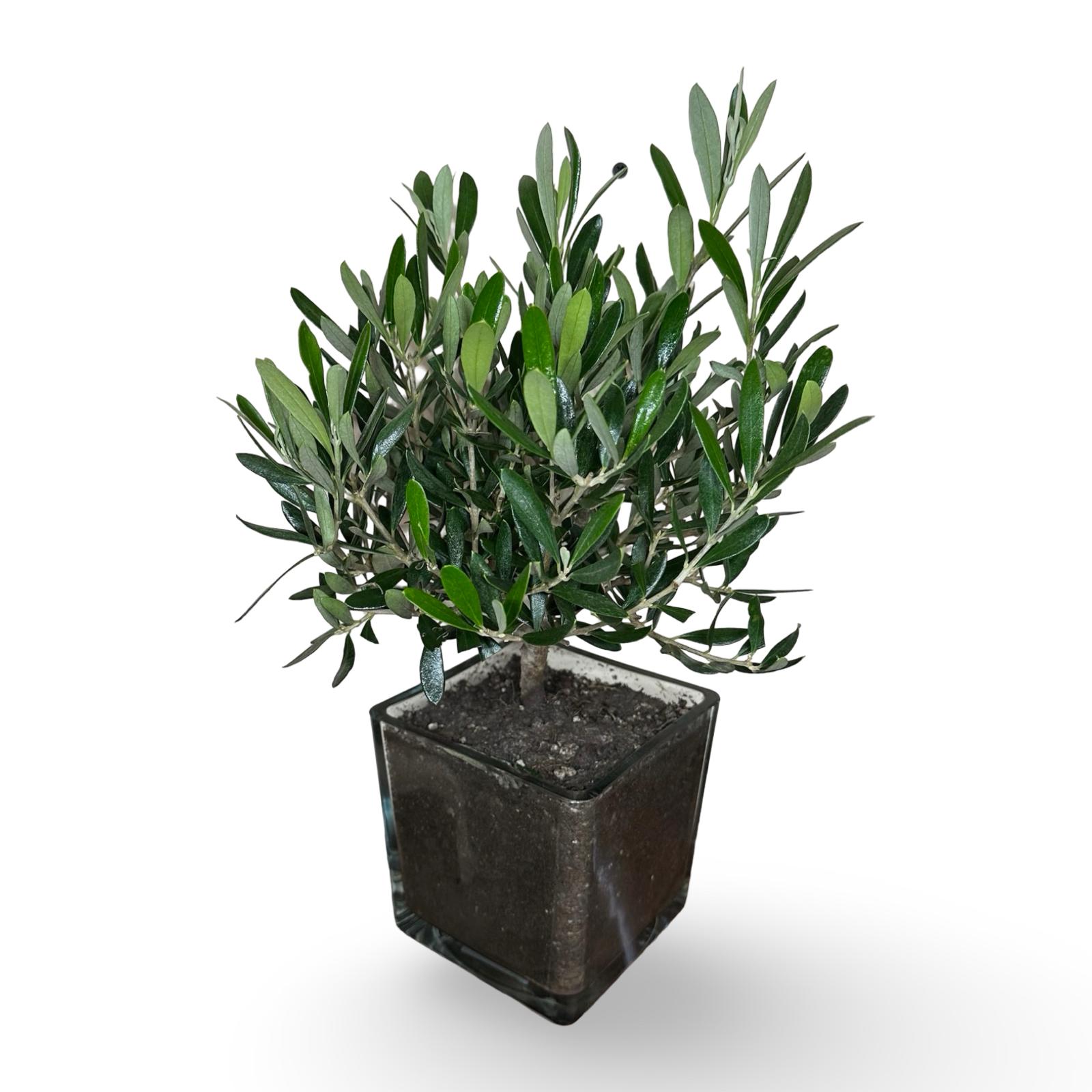 Piantina di Ulivo in Vaso Vetro varie misure per bomboniere