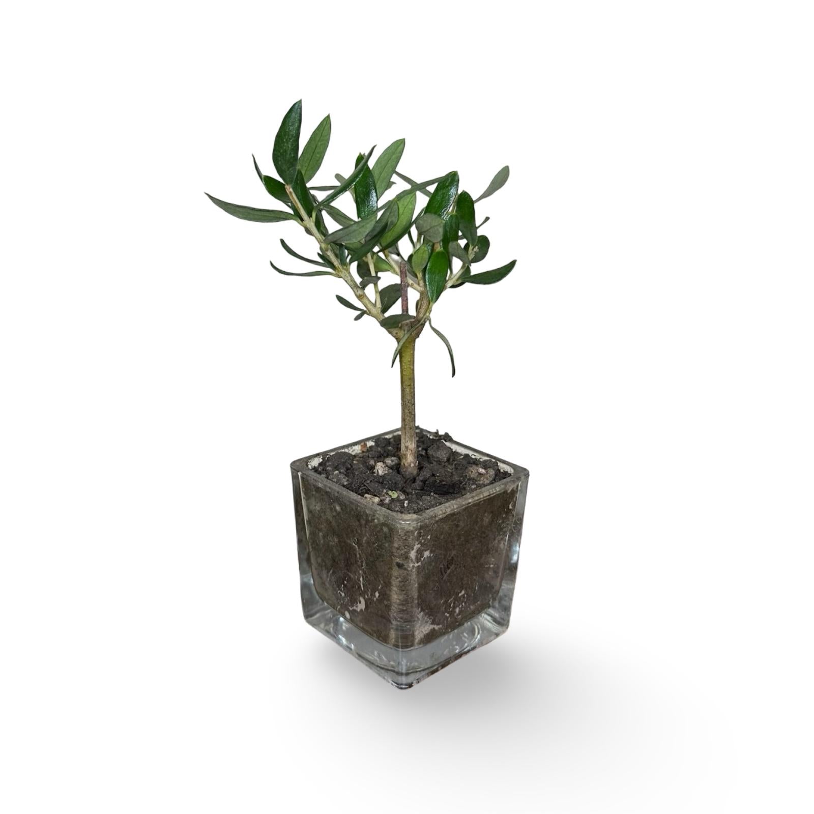 Piantina di Ulivo in Vaso Vetro varie misure per bomboniere