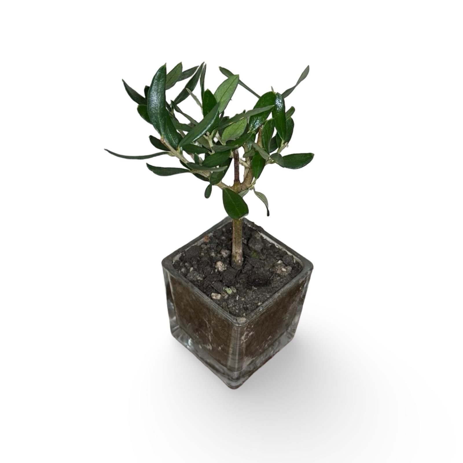 Piantina di Ulivo in Vaso Vetro varie misure per bomboniere