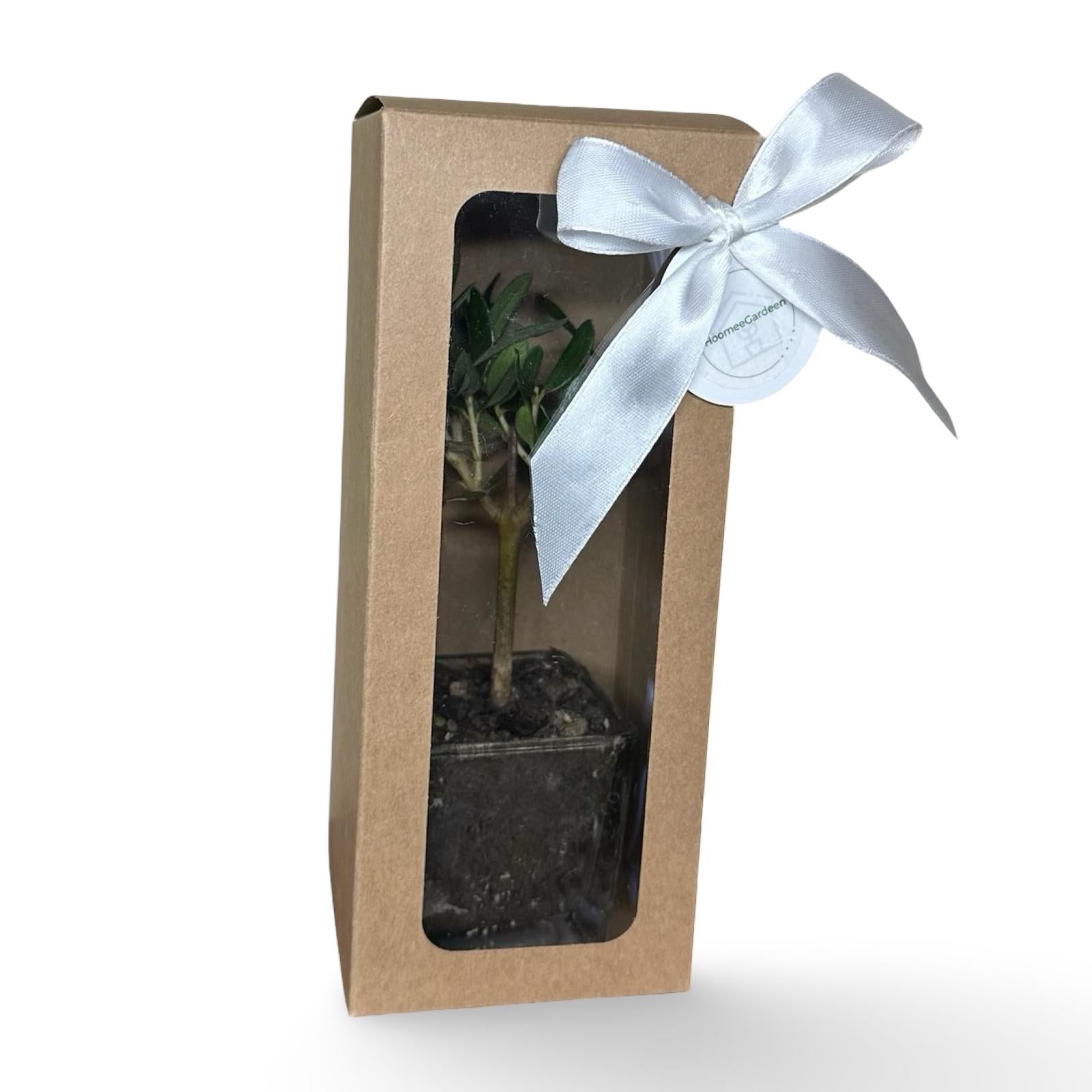 Piantina di Ulivo in Vaso Vetro varie misure per bomboniere