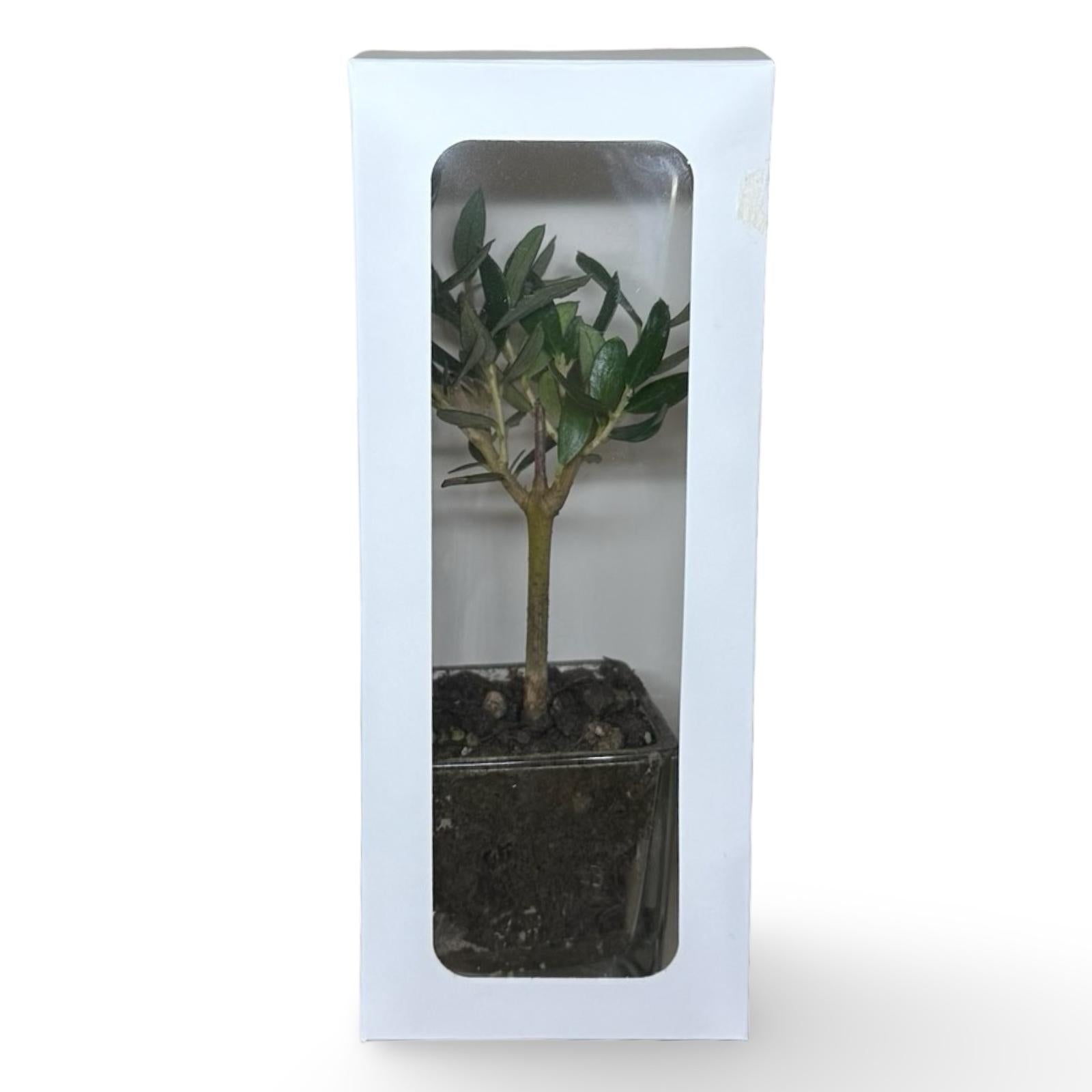Piantina di Ulivo in Vaso Vetro varie misure per bomboniere