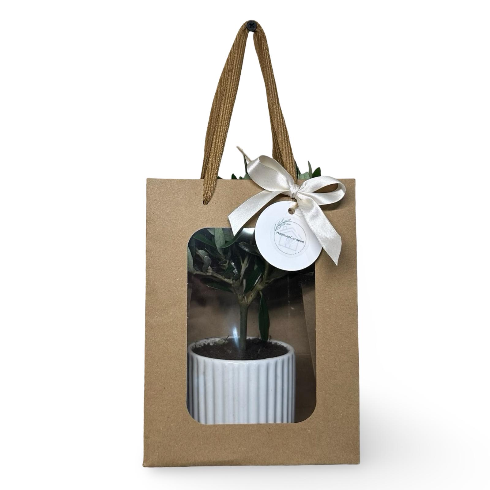 Piantina di Ulivo in Vaso Vetro varie misure per bomboniere