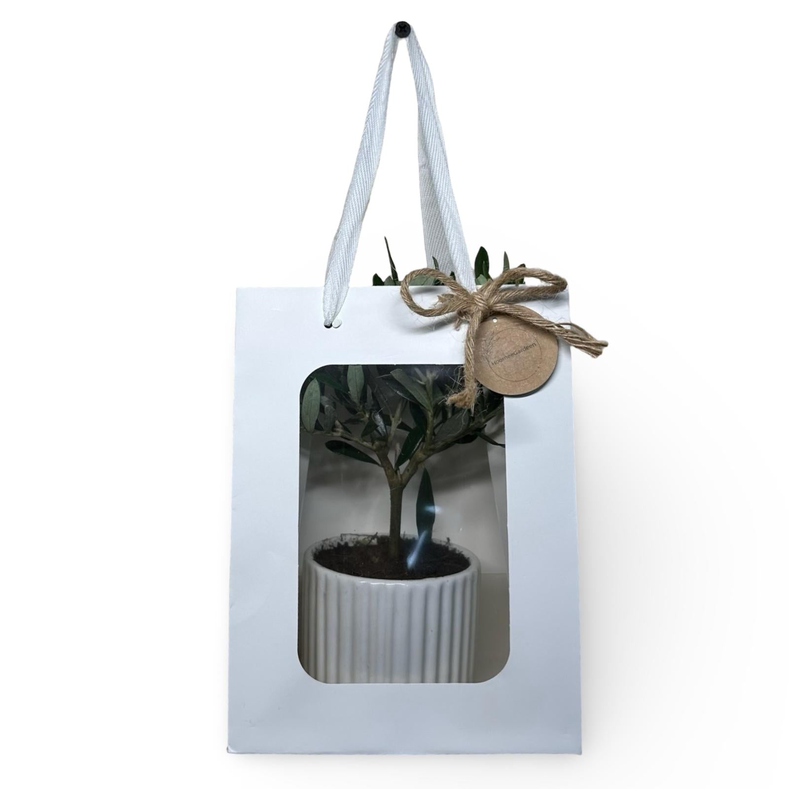 Piantina di Ulivo in Vaso Vetro varie misure per bomboniere