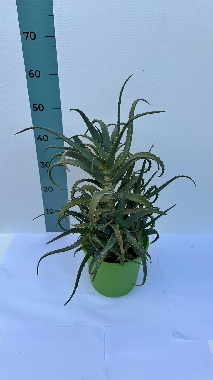 Pianta di Aloe Vera Arborescens