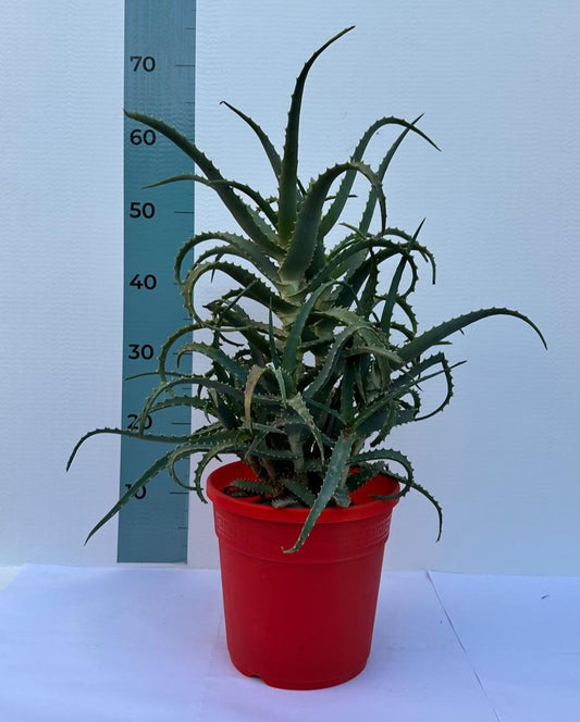 Pianta di Aloe Vera Arborescens