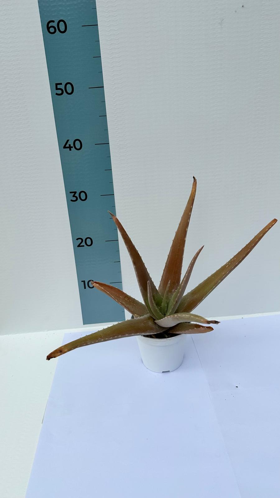 Pianta di Aloe Vera