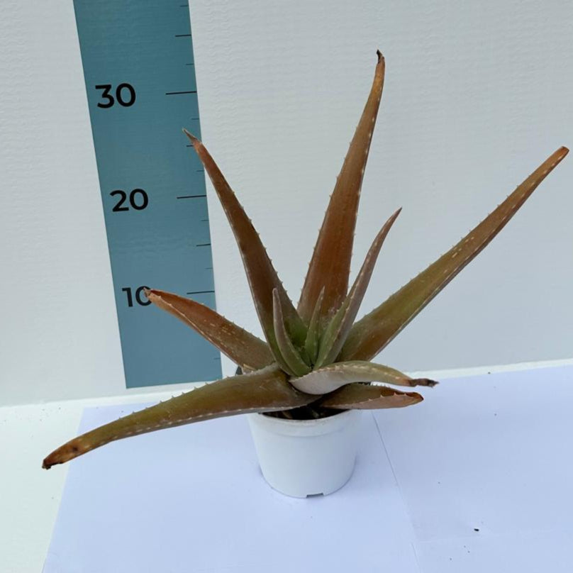 Pianta di Aloe Vera