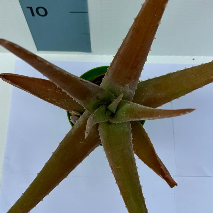 Pianta di Aloe Vera