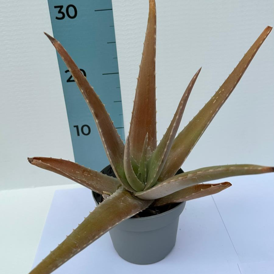 Pianta di Aloe Vera