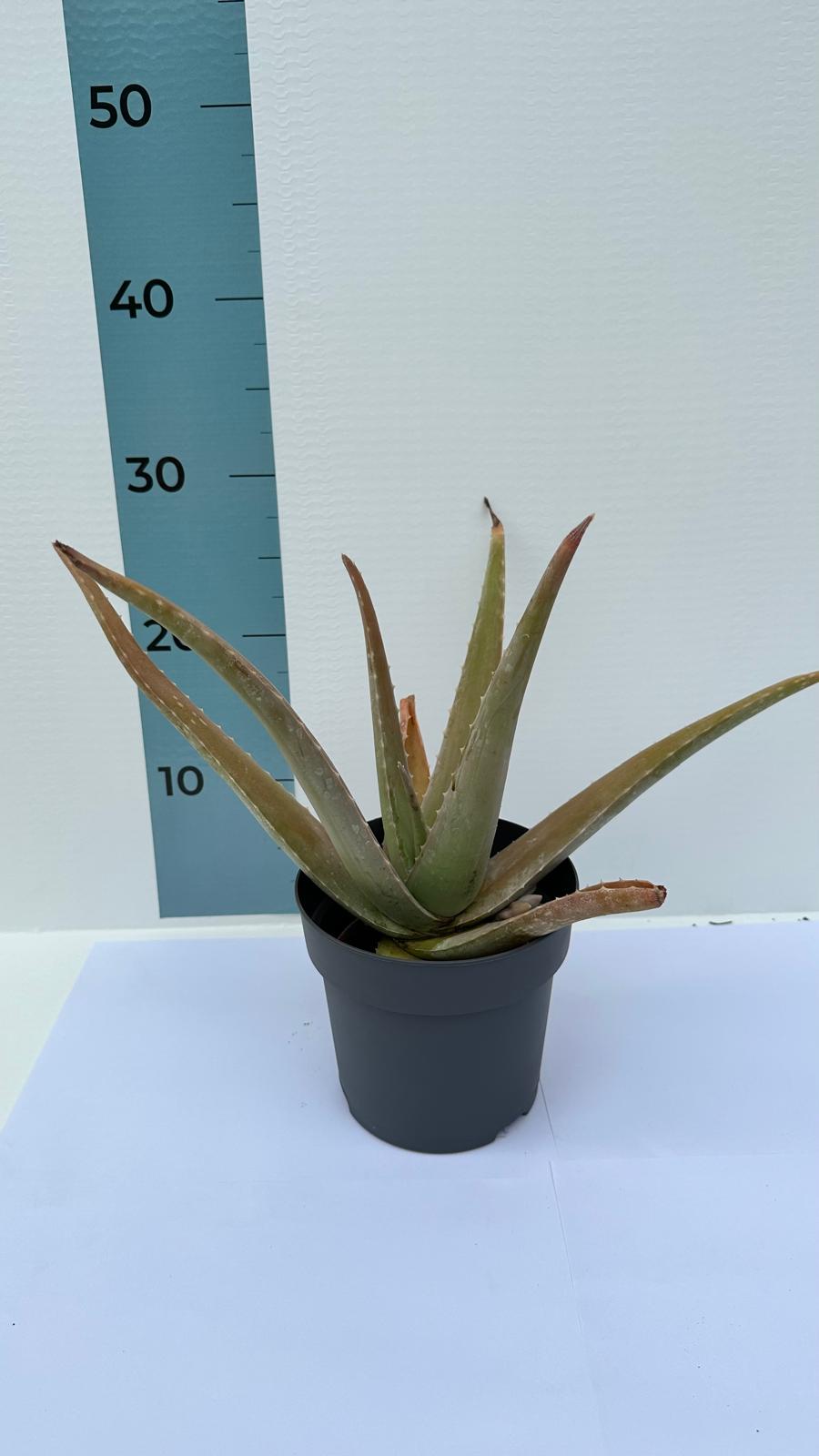 Pianta di Aloe Vera