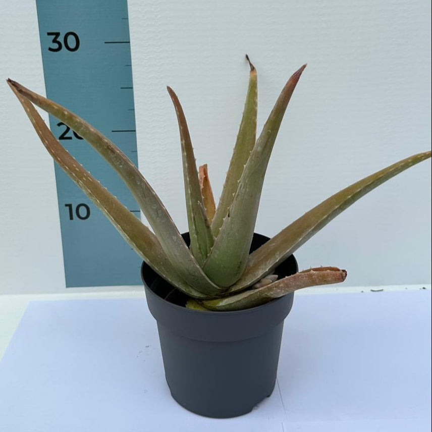 Pianta di Aloe Vera