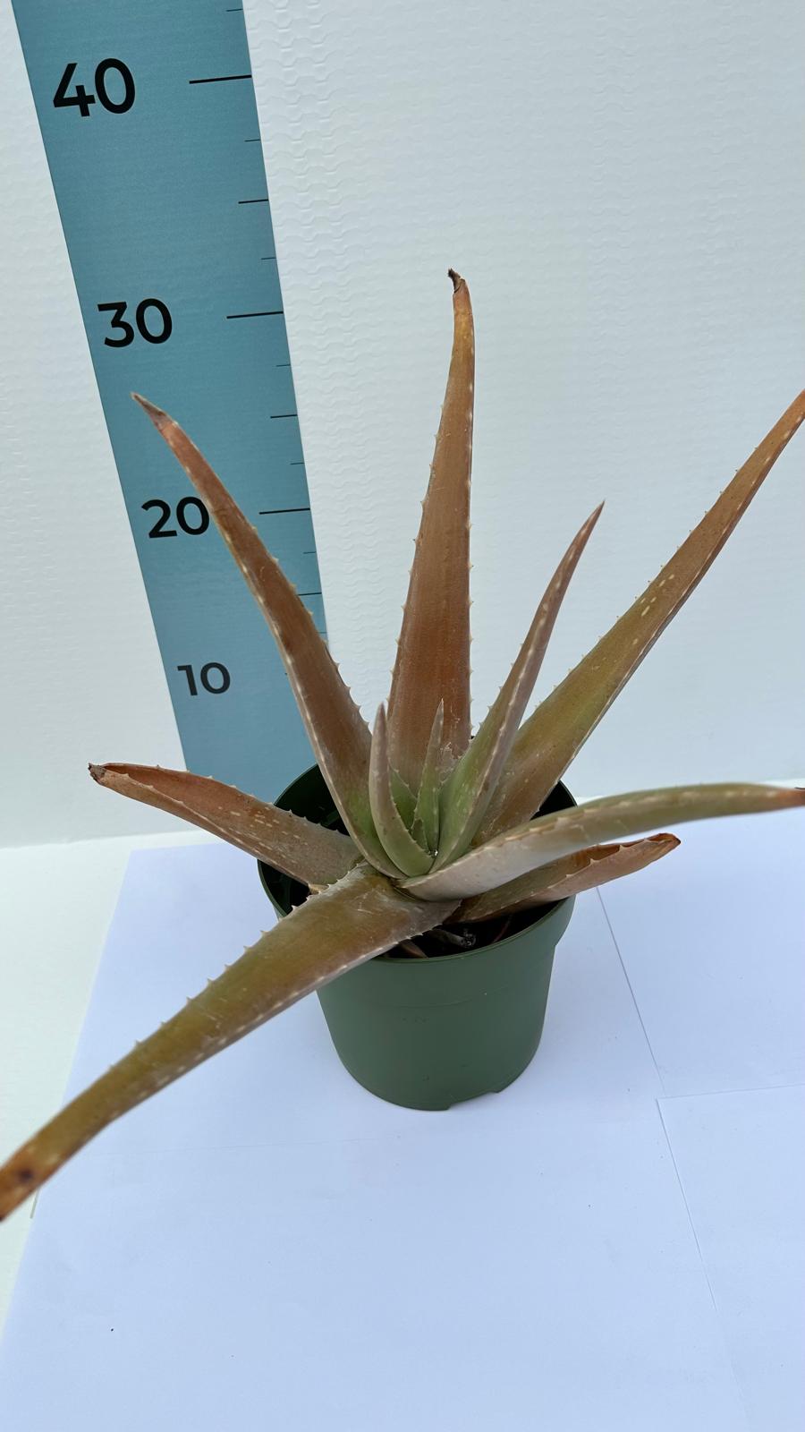 Pianta di Aloe Vera