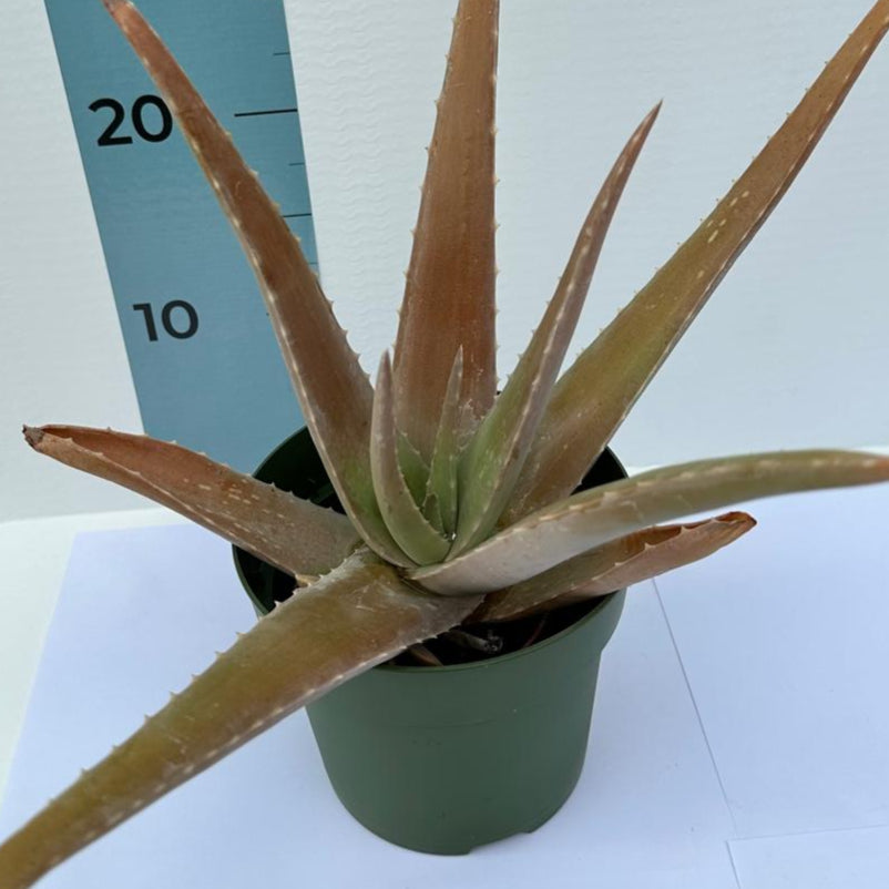 Pianta di Aloe Vera