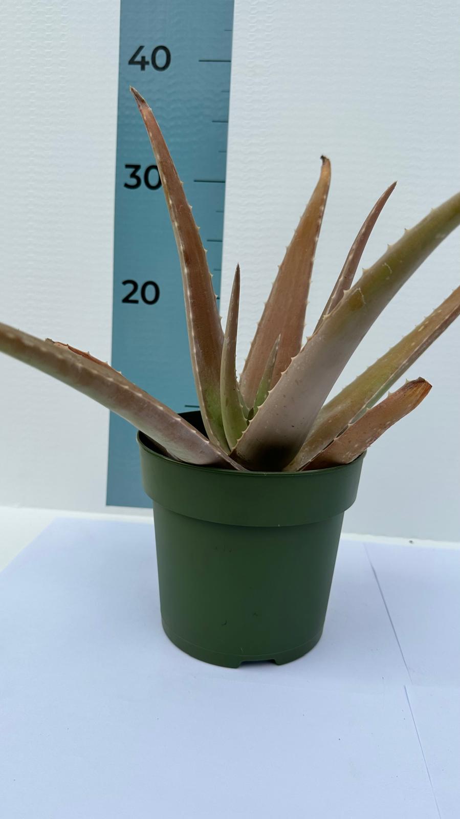 Pianta di Aloe Vera