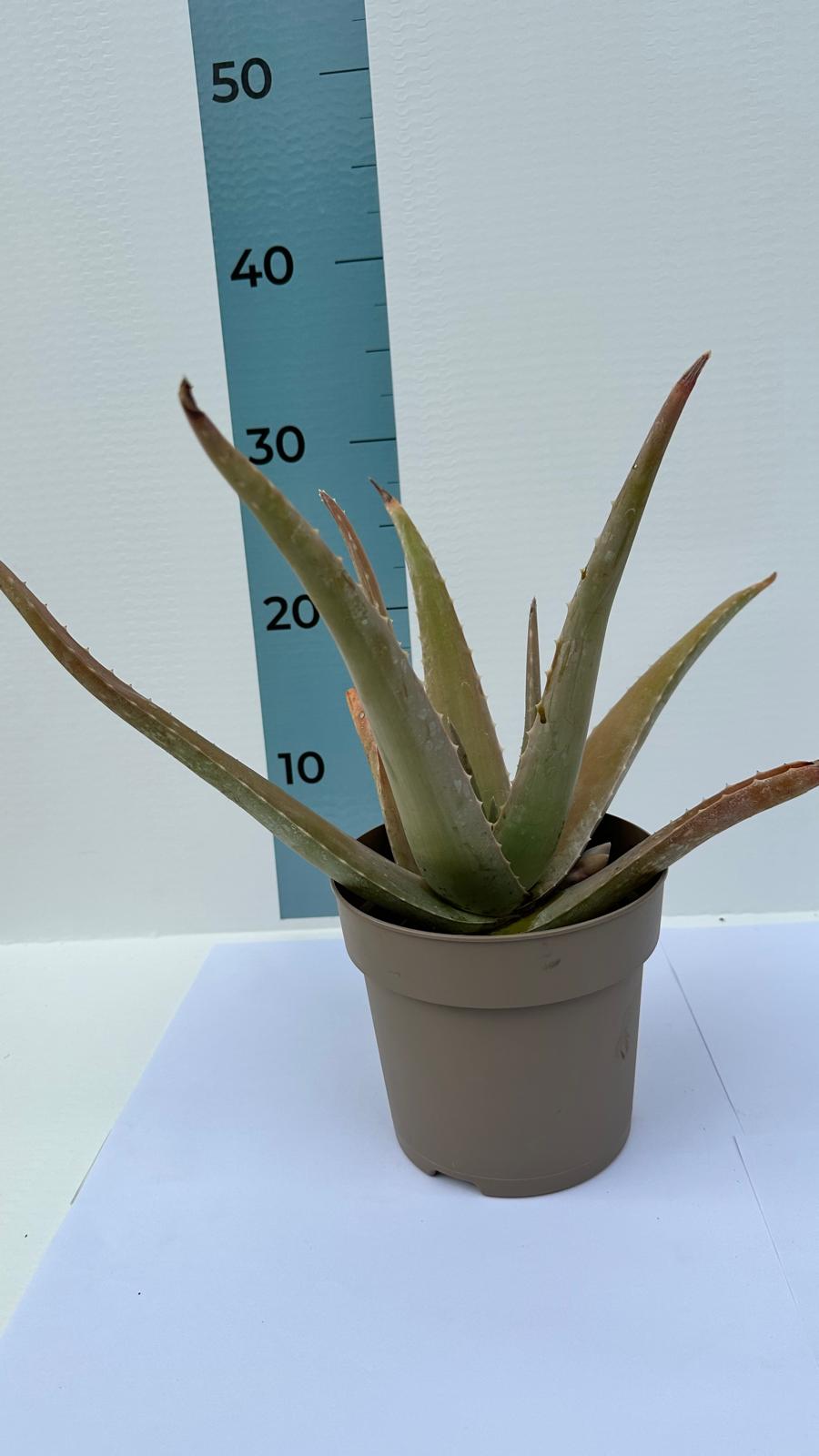 Pianta di Aloe Vera