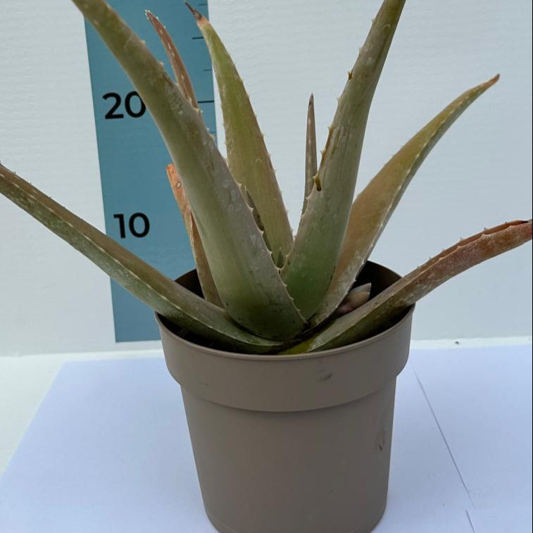 Pianta di Aloe Vera