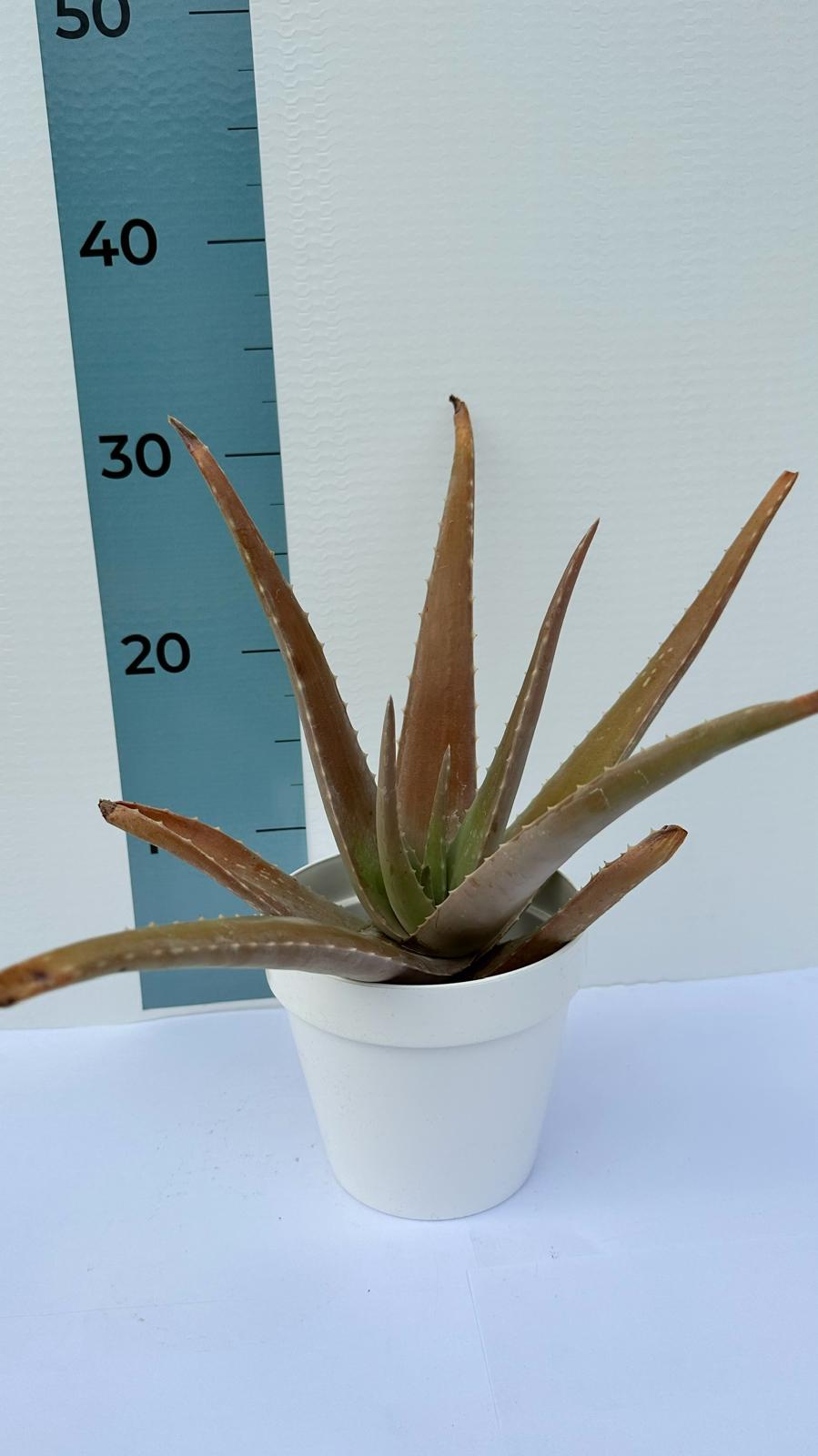 Pianta di Aloe Vera