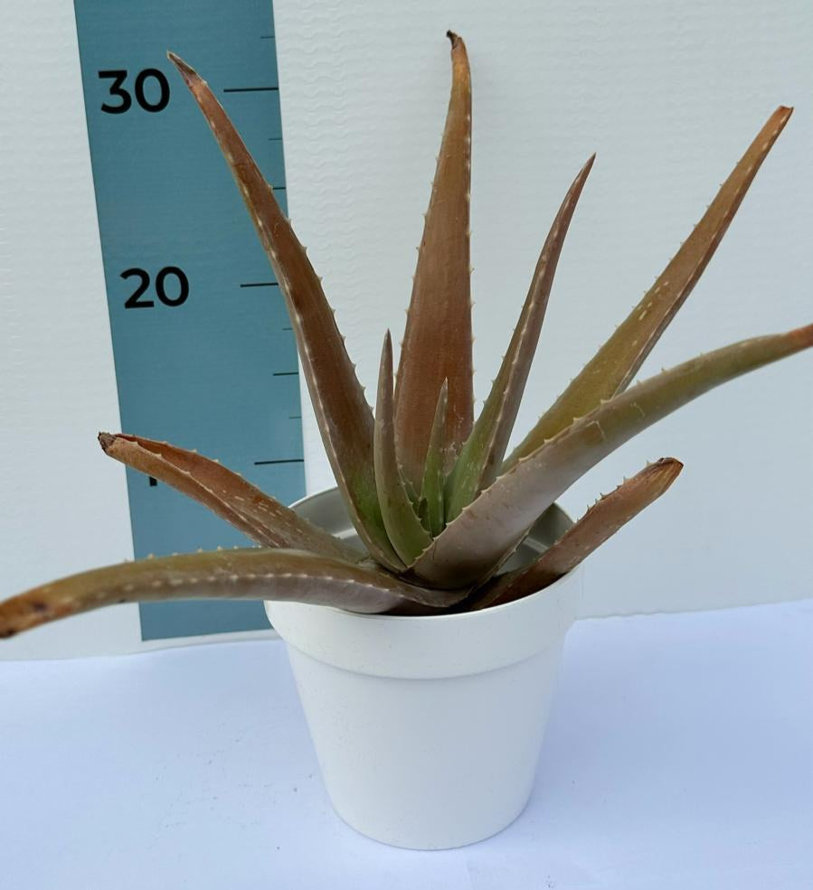 Pianta di Aloe Vera