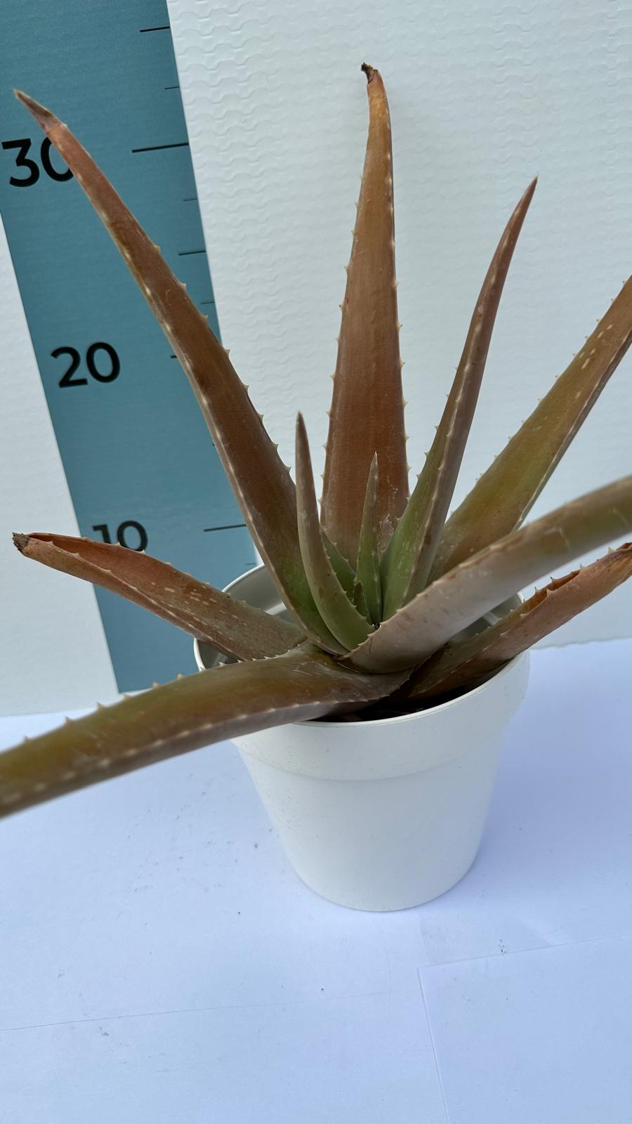 Pianta di Aloe Vera