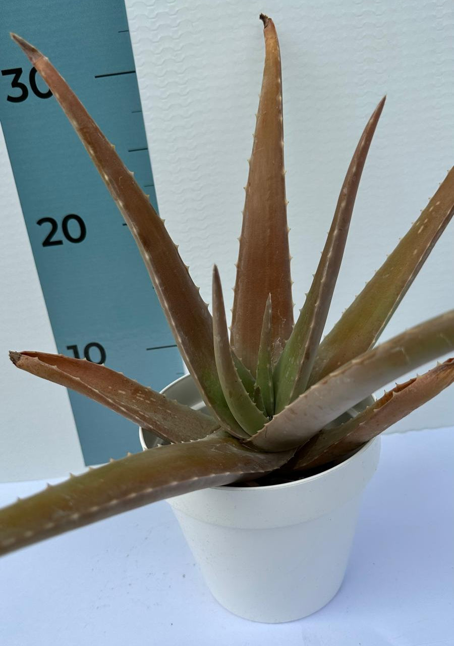 Pianta di Aloe Vera