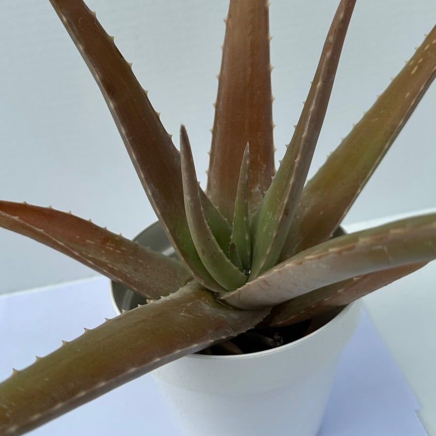 Pianta di Aloe Vera