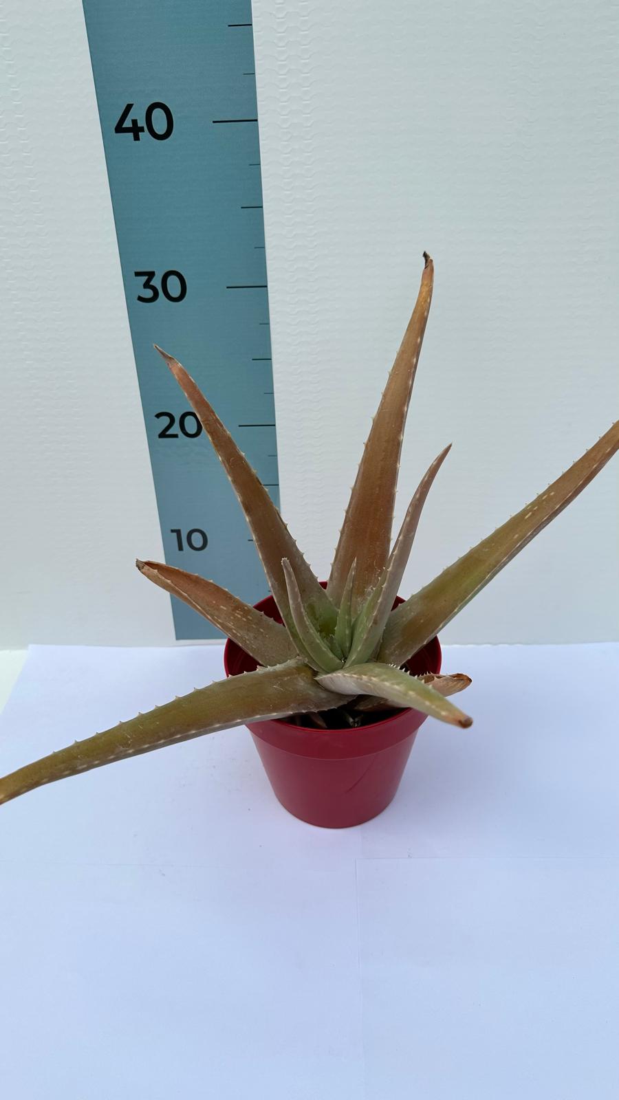 Pianta di Aloe Vera