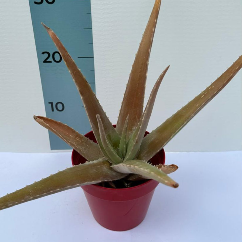Pianta di Aloe Vera