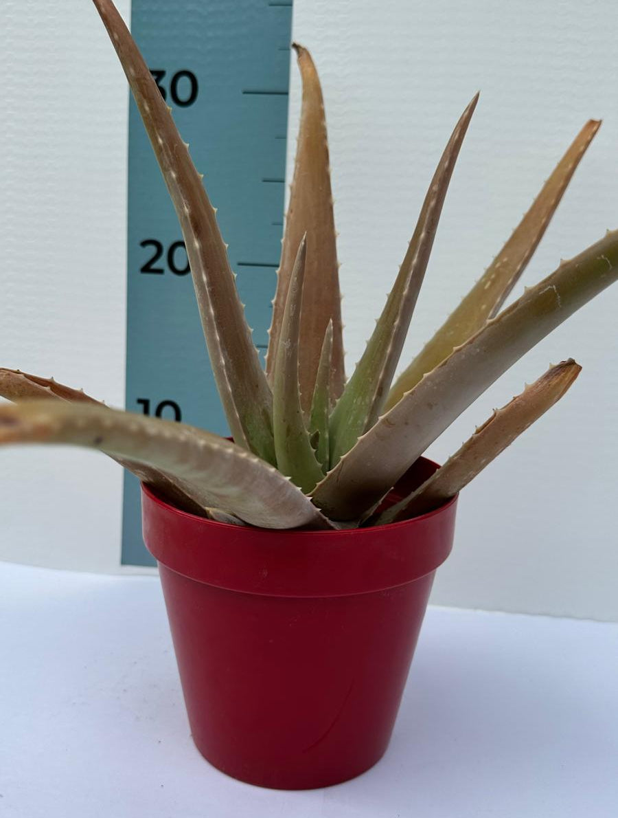 Pianta di Aloe Vera