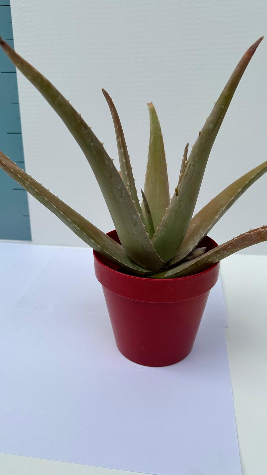 Pianta di Aloe Vera