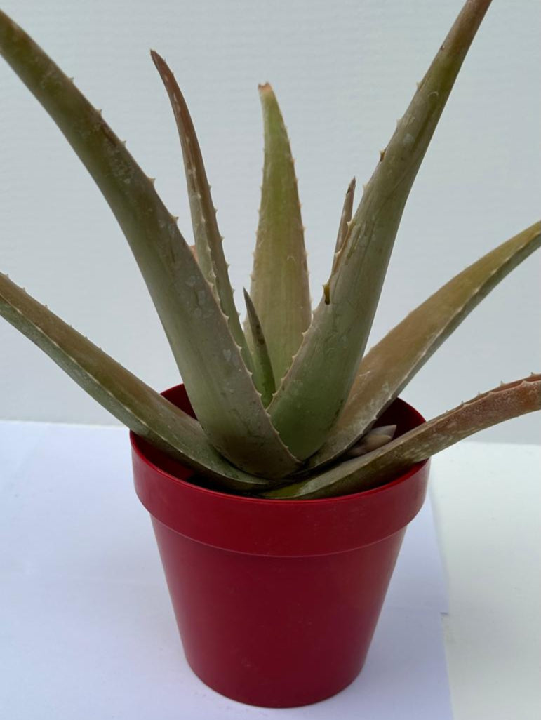 Pianta di Aloe Vera