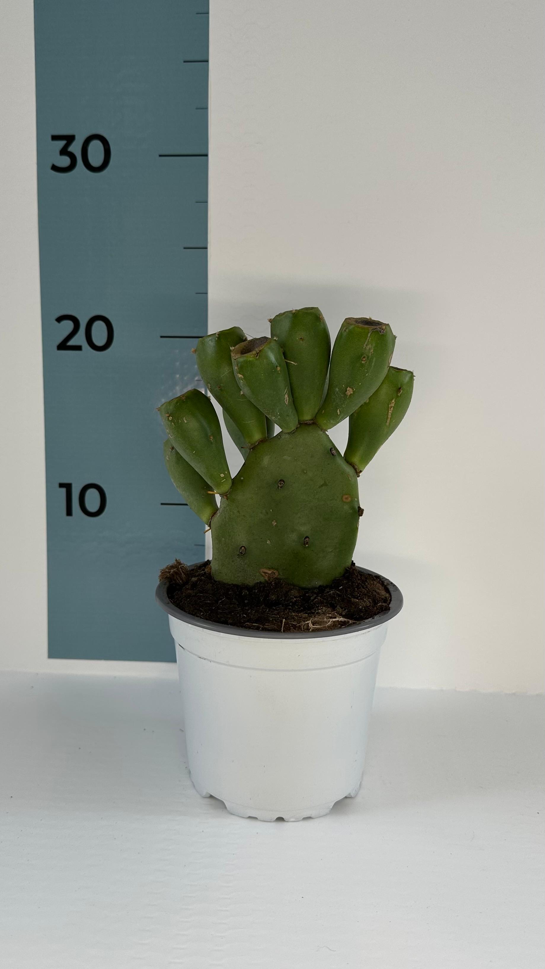 Mini Piantina di Opuntia Vulgaris CERTIFICATA