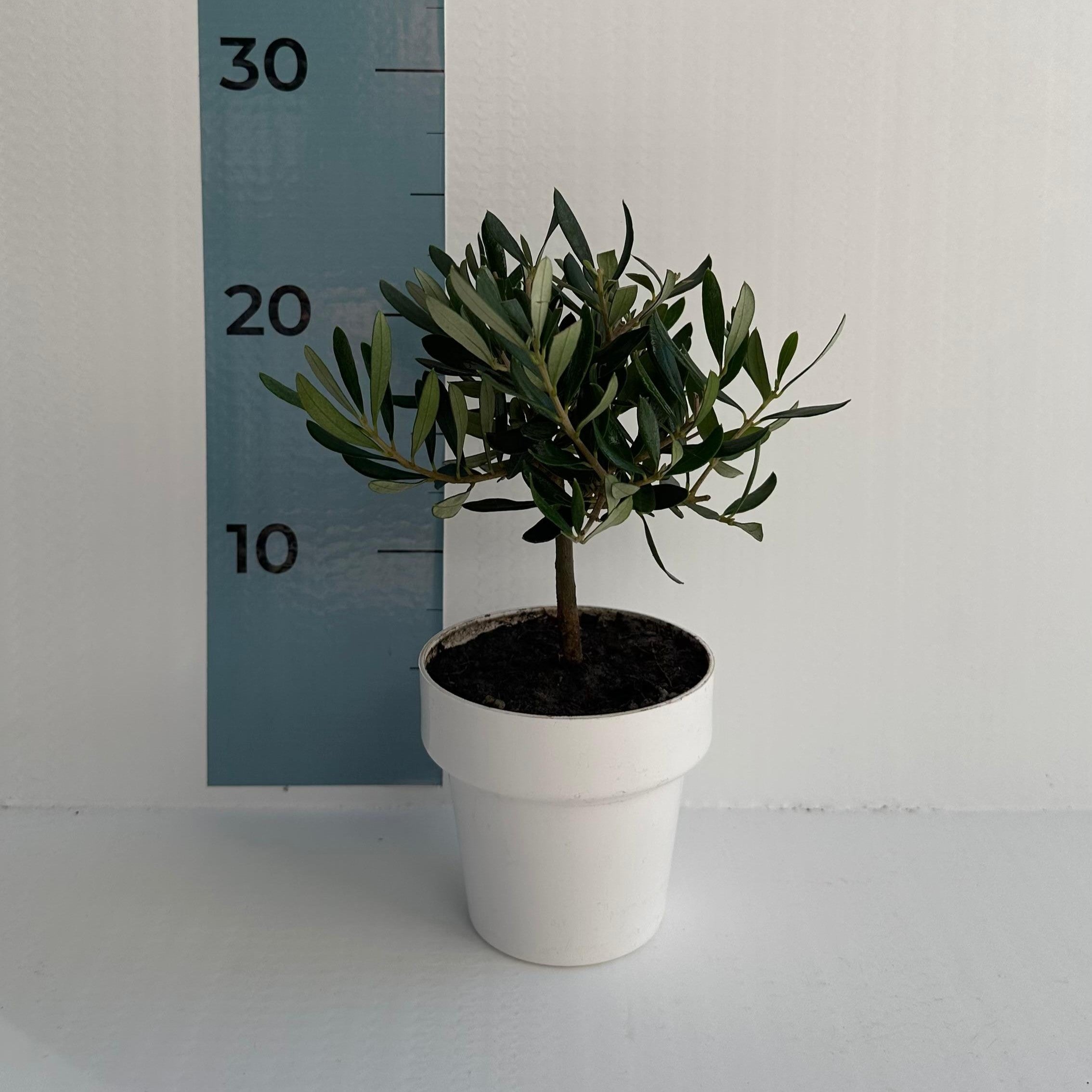 Bomboniera con olivo Bonsai e olio extravergine bio Primus