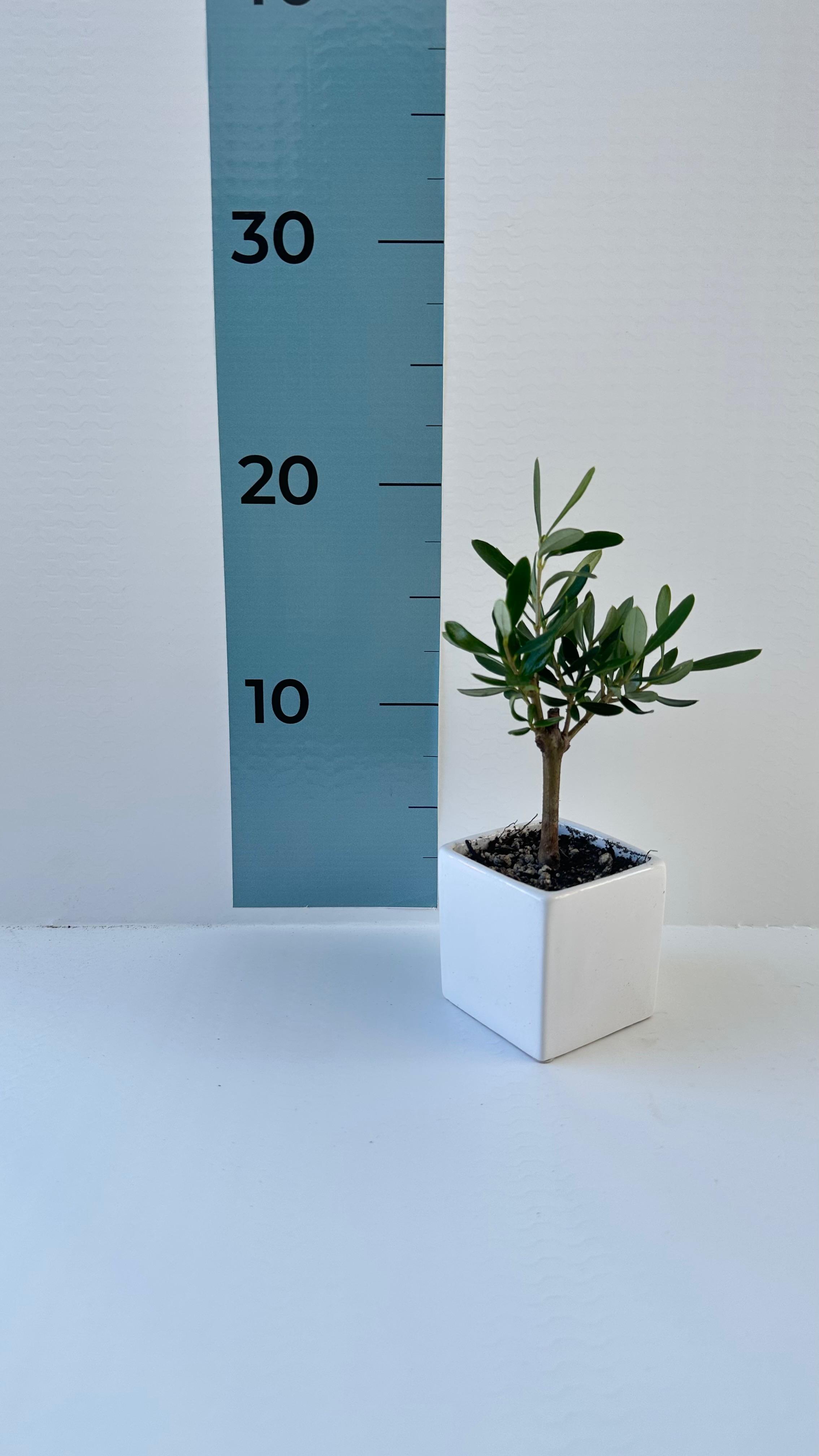 Set Piantine Ulivo per bomboniere in vaso ceramica quadrato CERTIFICATE