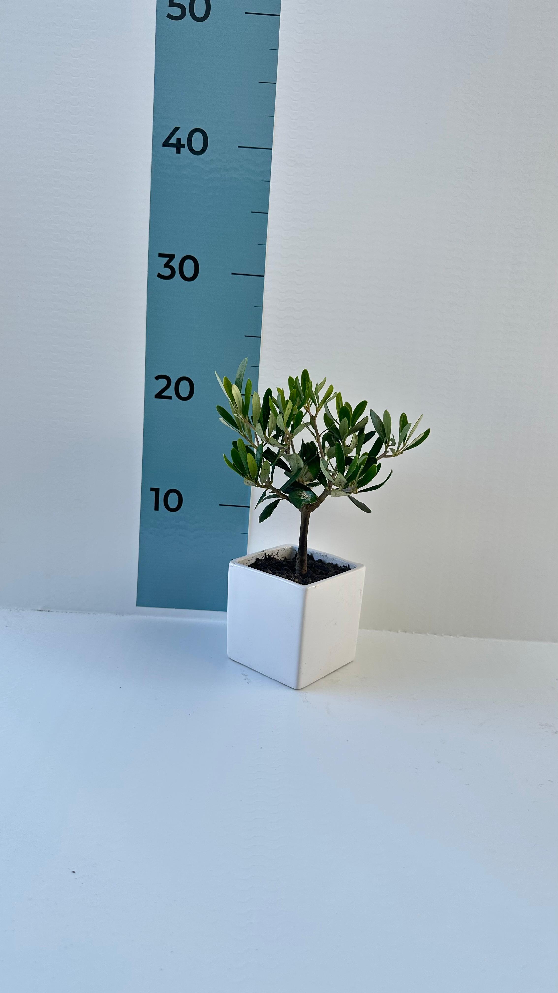 Set Piantine Ulivo per bomboniere in vaso ceramica quadrato CERTIFICATE