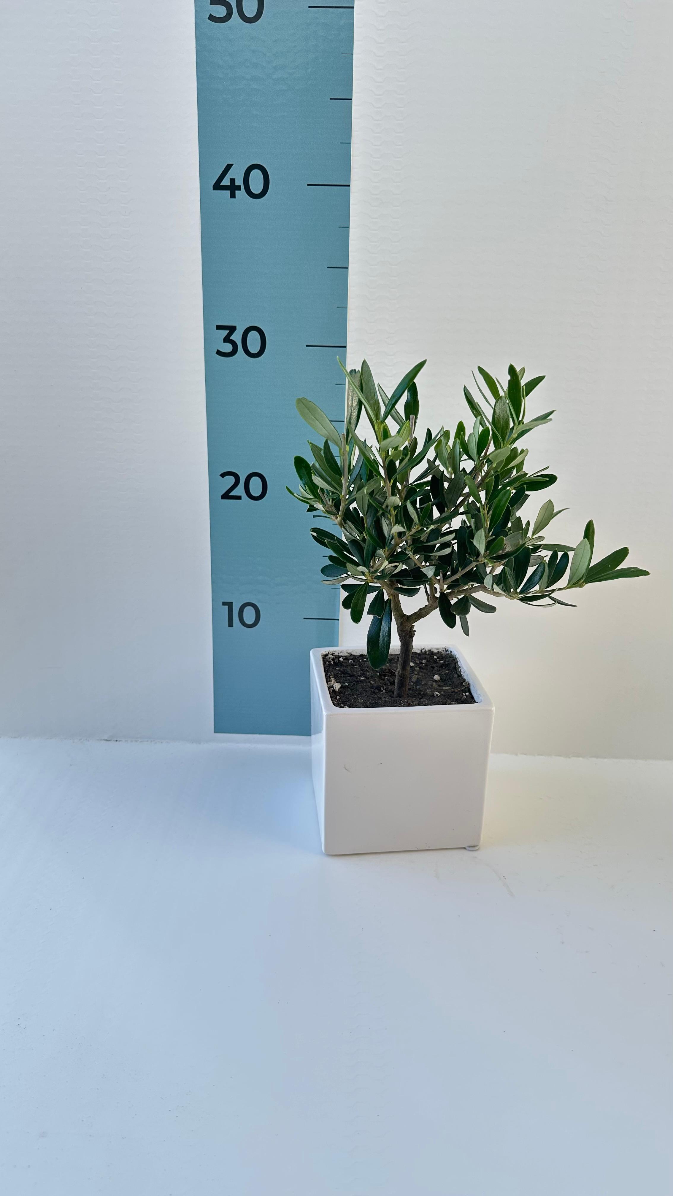 Set Piantine Ulivo per bomboniere in vaso ceramica quadrato CERTIFICATE