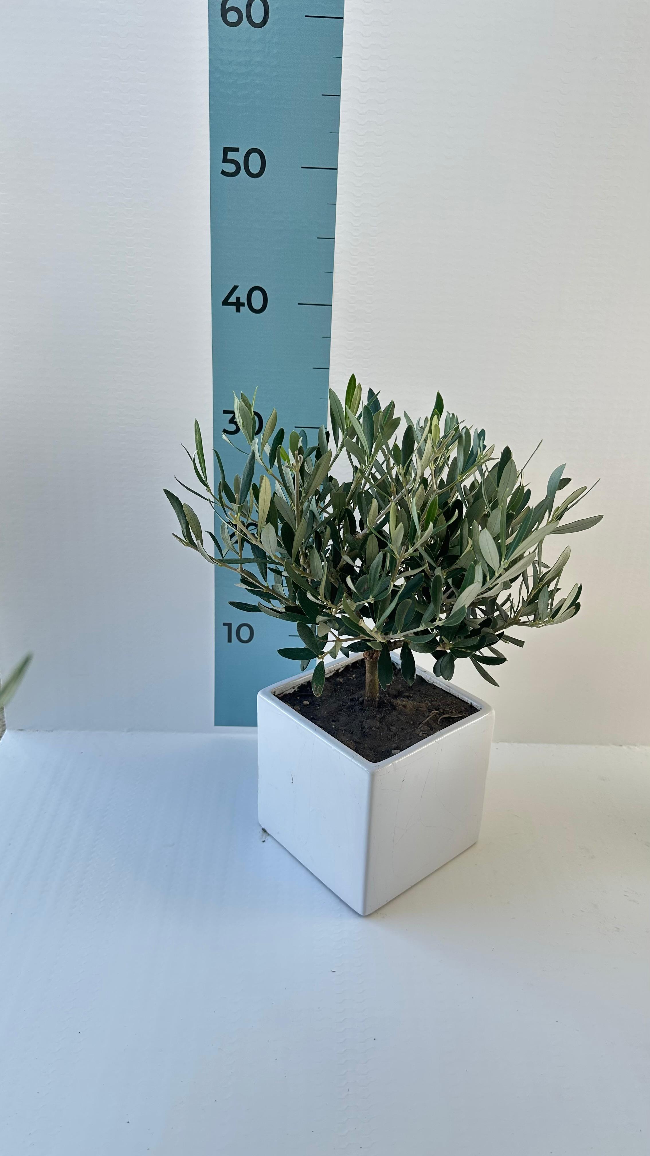 Set Piantine Ulivo per bomboniere in vaso ceramica quadrato CERTIFICATE