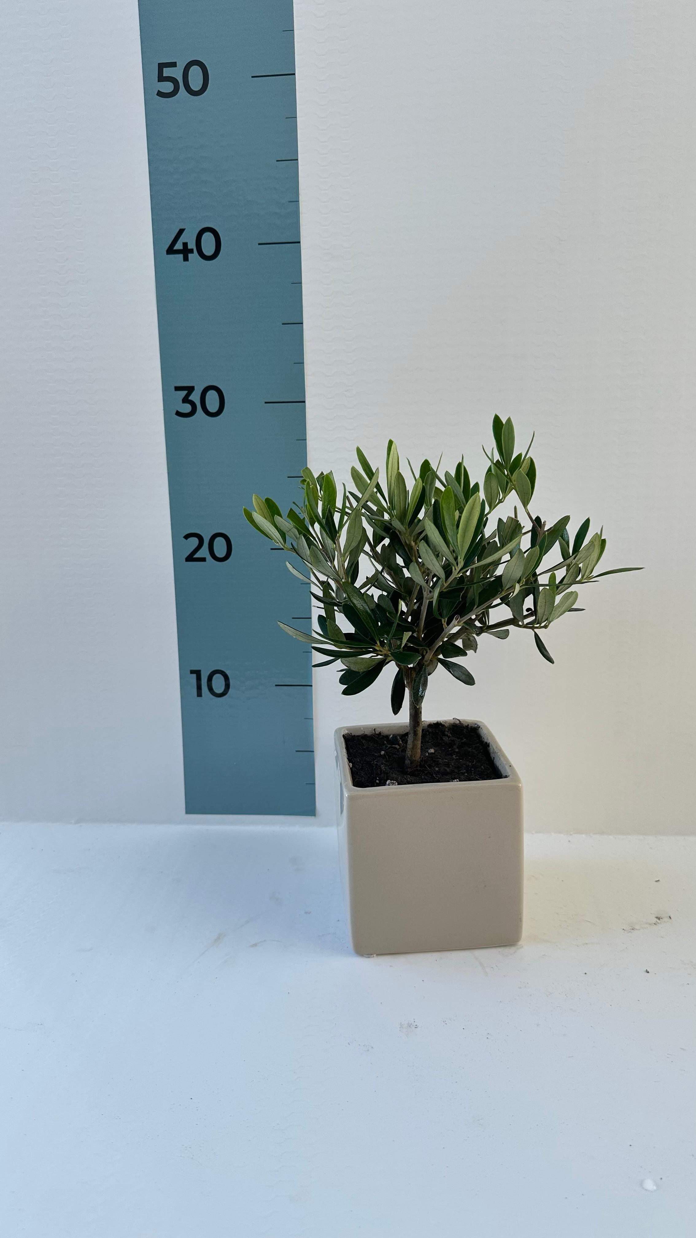 Set Piantine Ulivo per bomboniere in vaso ceramica quadrato CERTIFICATE