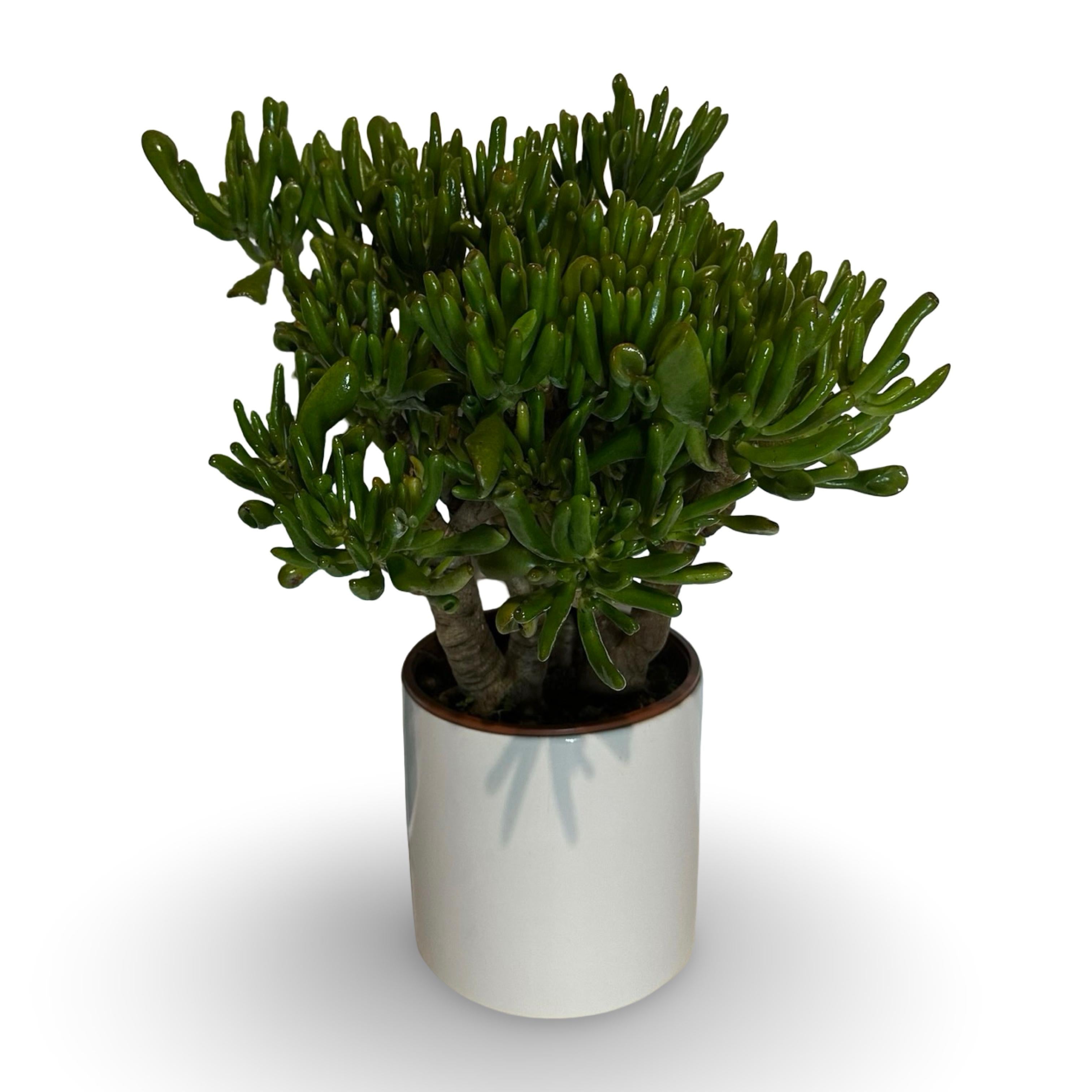 Mini Piantina di Crassula Hobbit