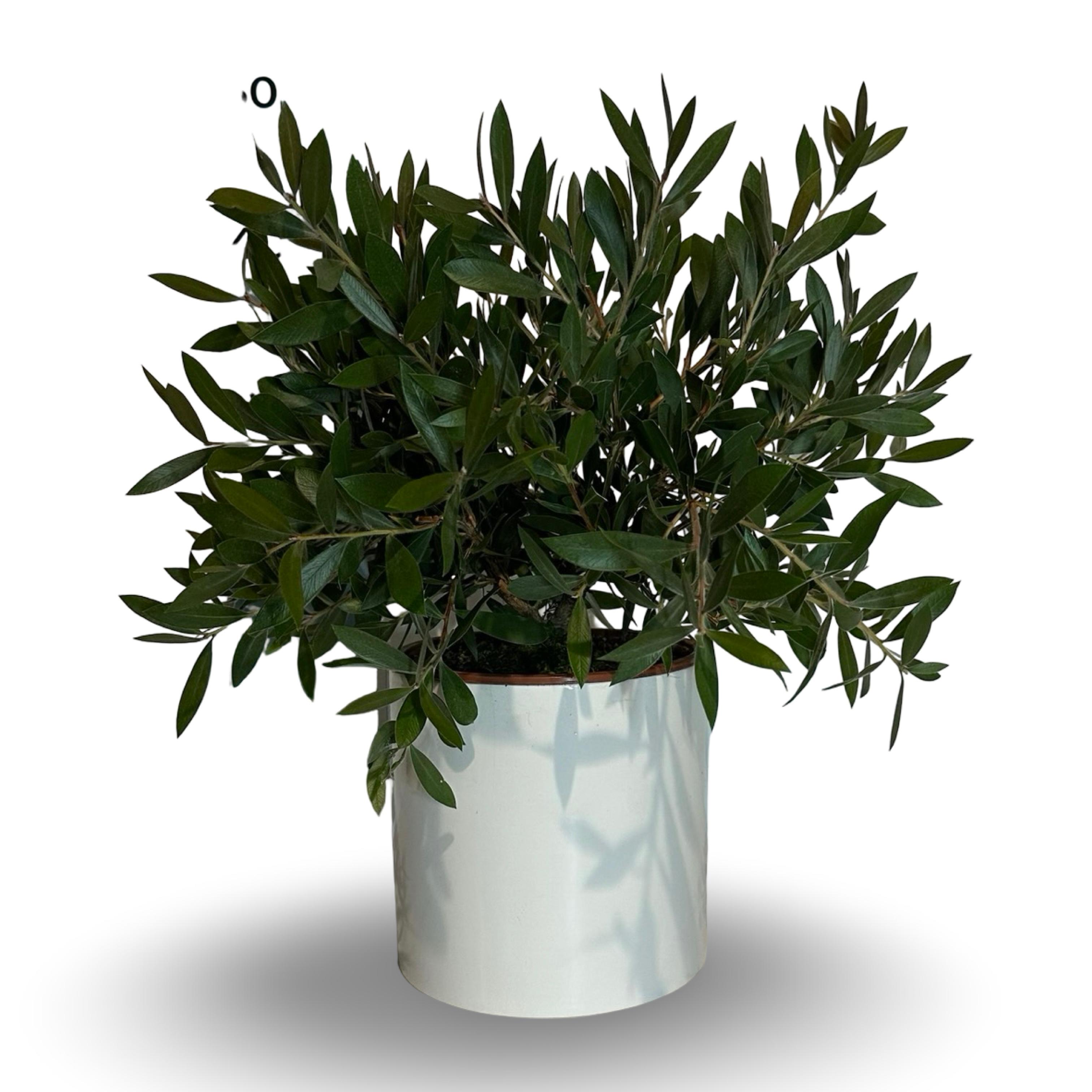 Callistemon Citrinus Splendens - Cespuglio