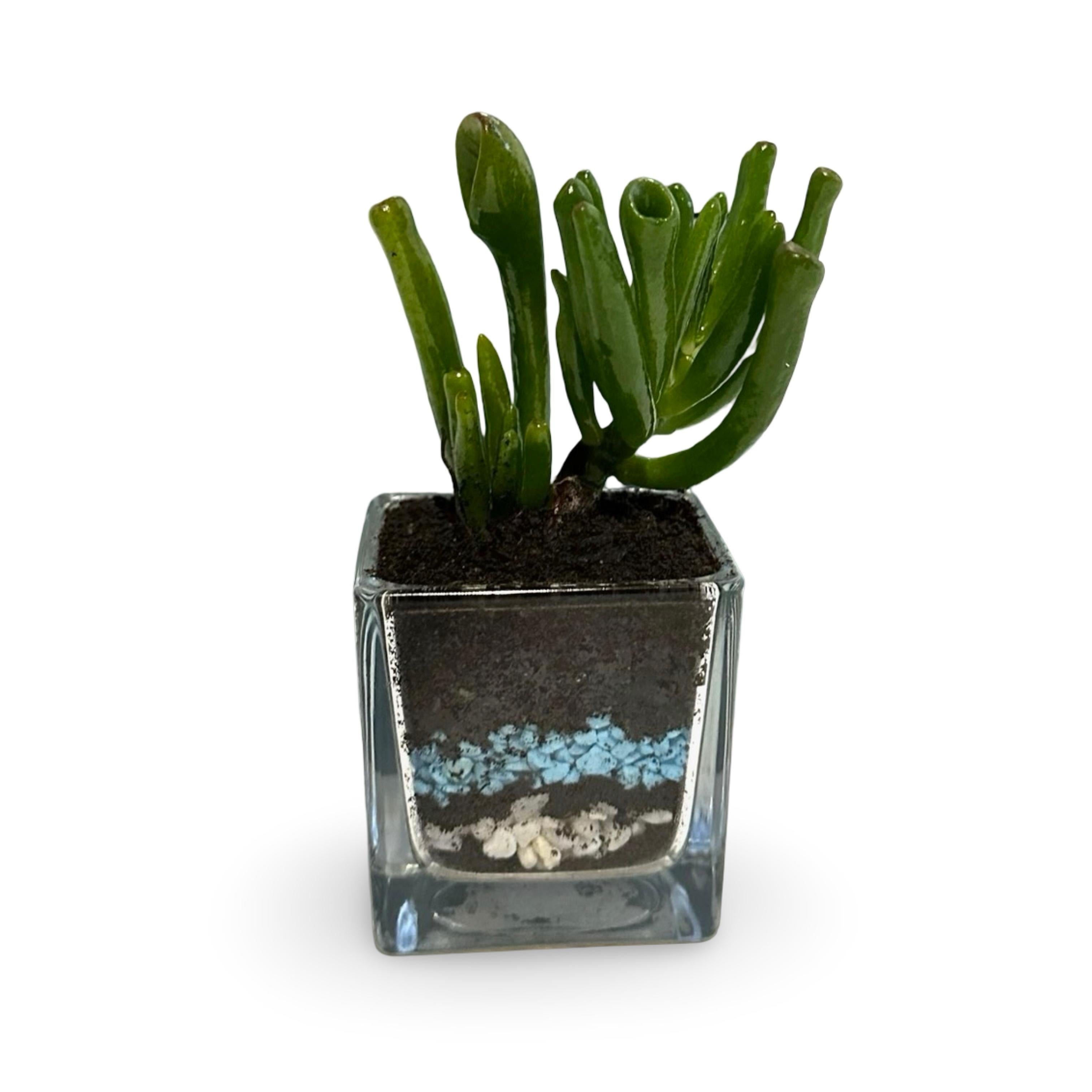 Mini Piantina grassa in vaso di ceramica CERTIFICATA