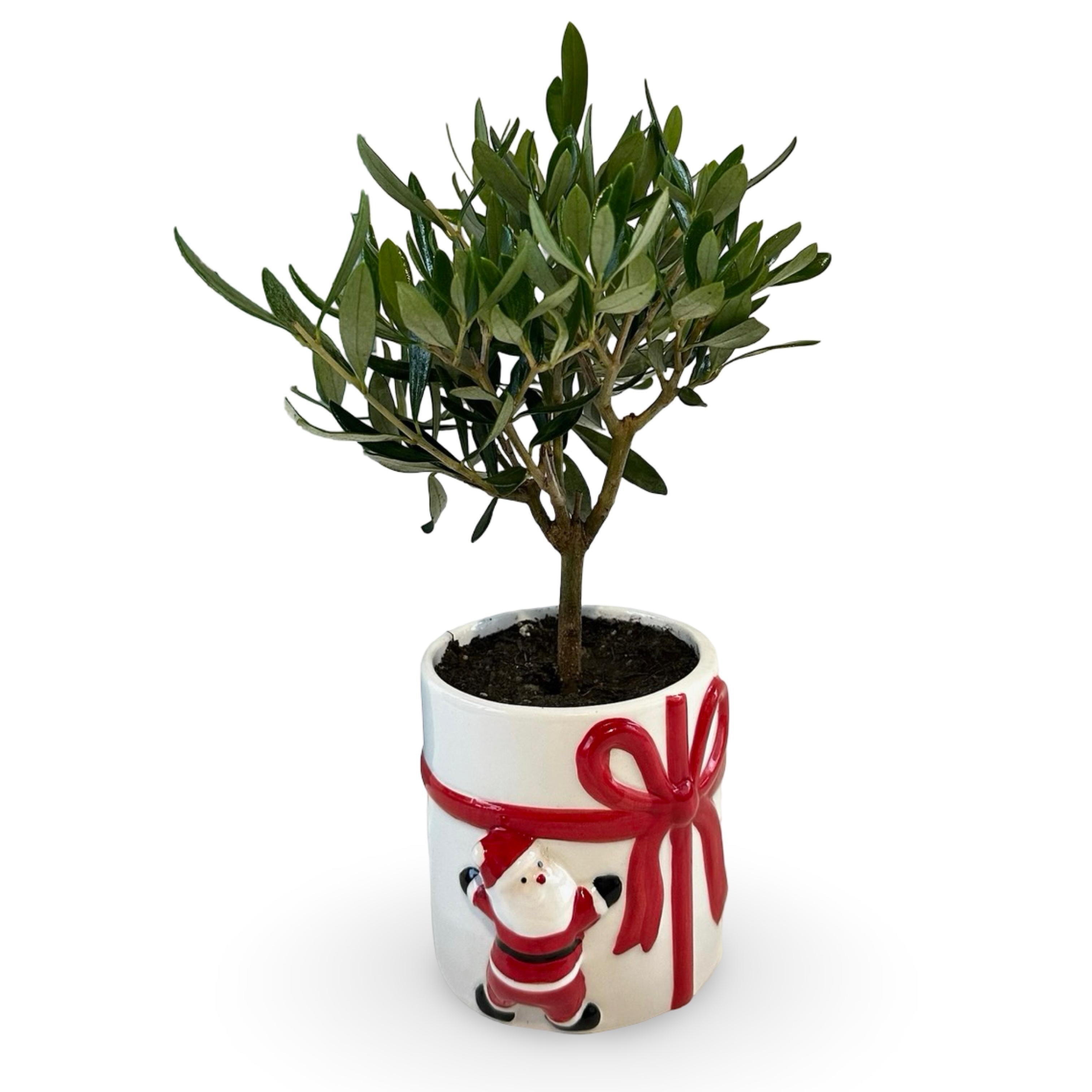Set Piantine Ulivo per bomboniere in vaso natalizio ceramica CERTIFICATE