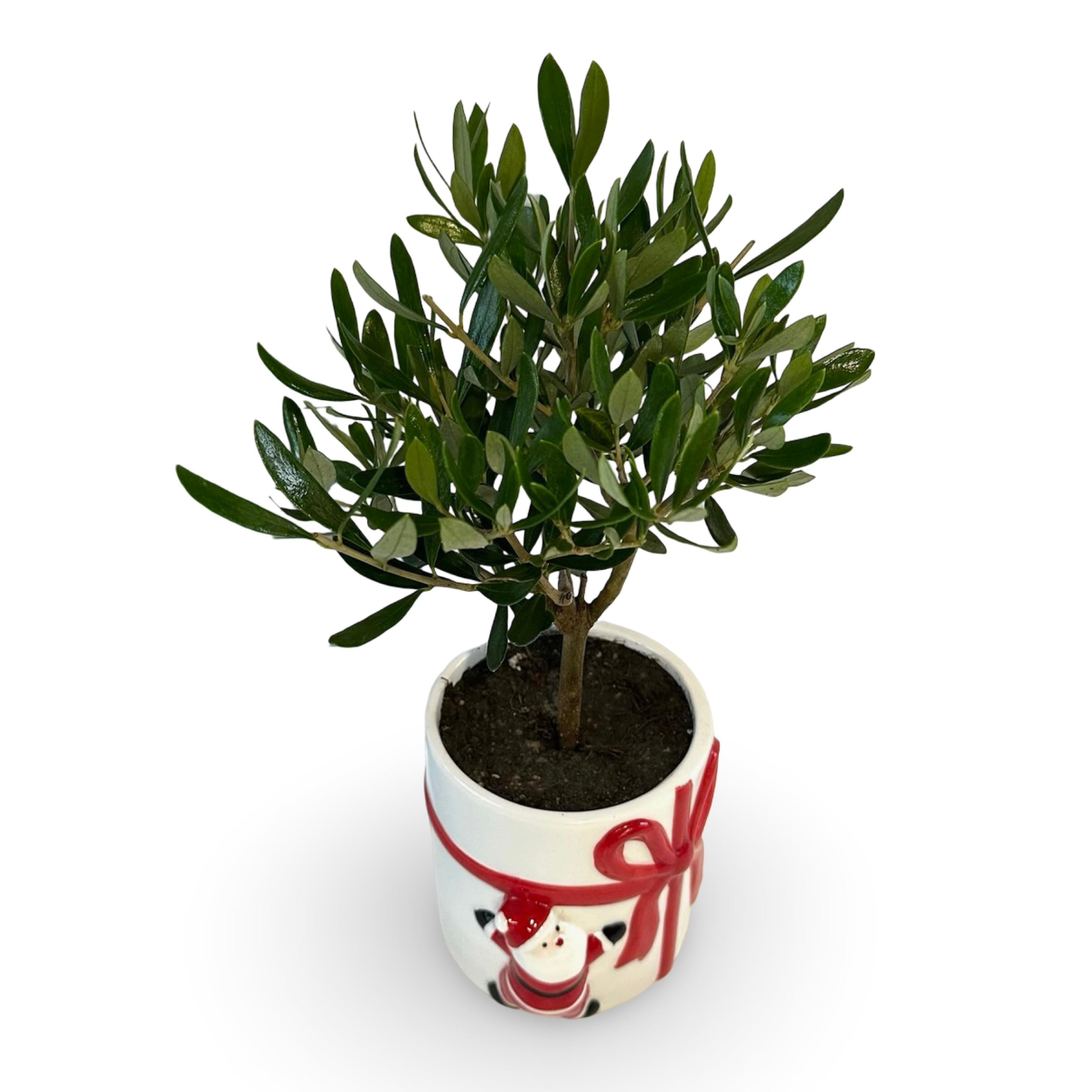 Set Piantine Ulivo per bomboniere in vaso natalizio ceramica CERTIFICATE