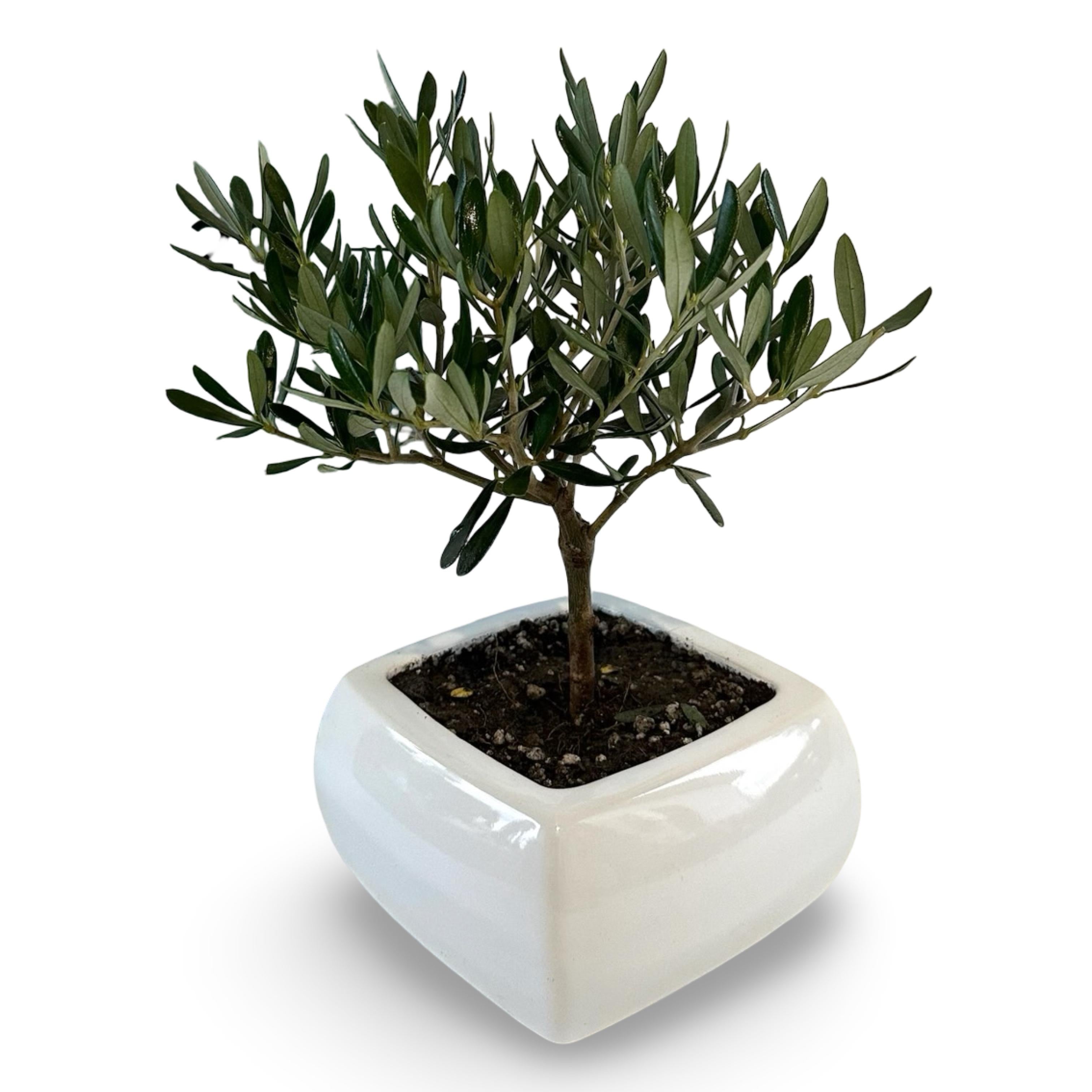 Ciotola simil-Bonsai di Ulivo - Olea europea cipressino CERTIFICATA