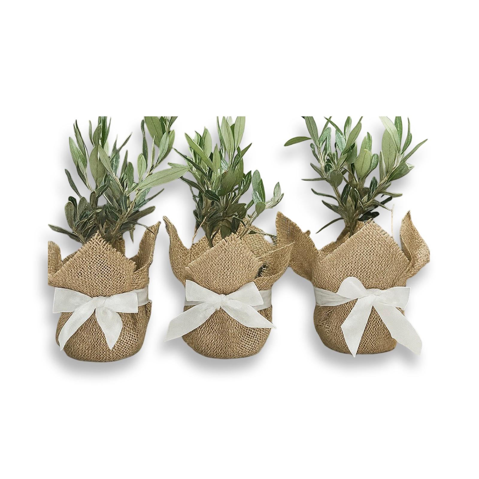 Set Piantine Ulivo bomboniere v10cm con juta e nastro CERTIFICATE