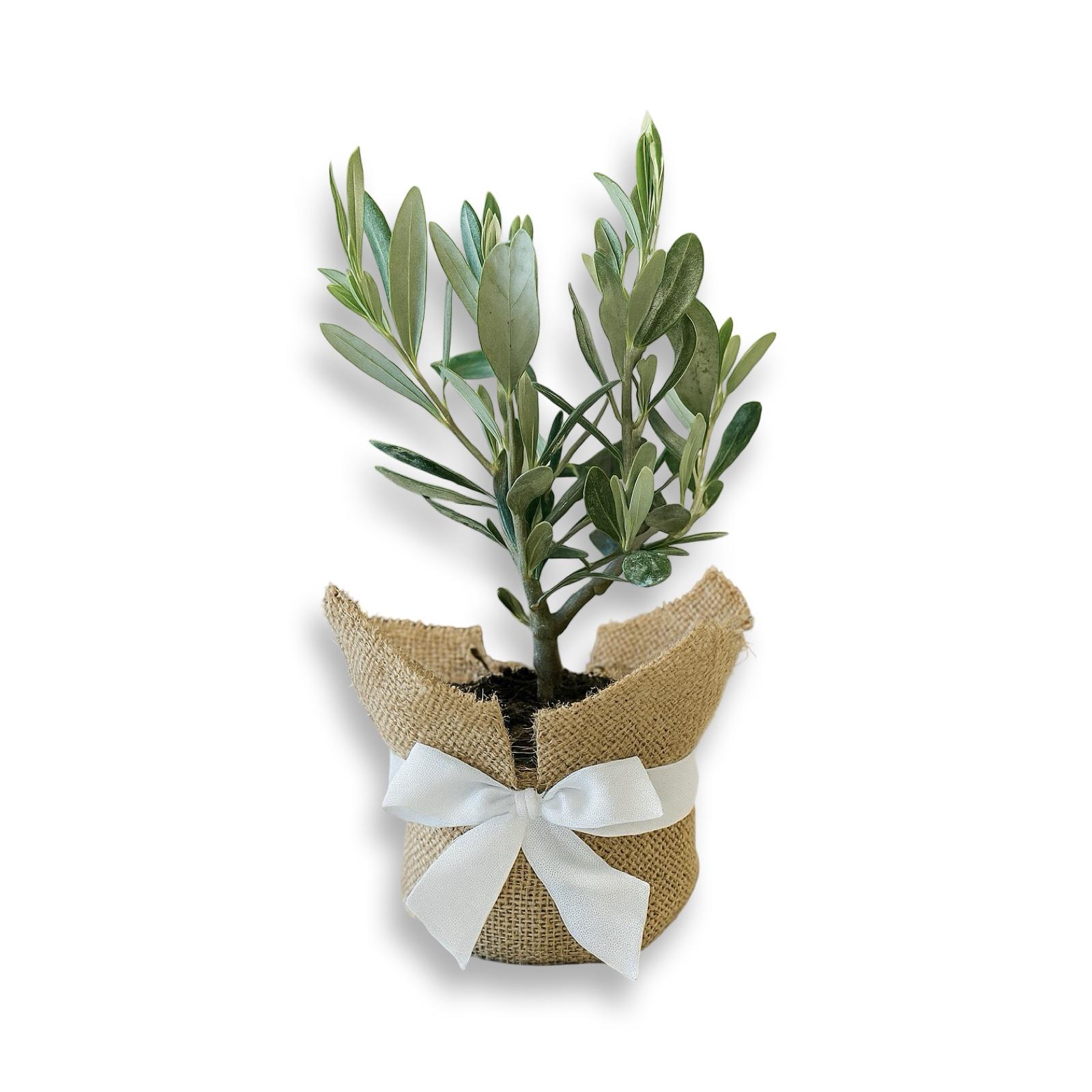 Set Piantine Ulivo bomboniere v10cm con juta e nastro CERTIFICATE